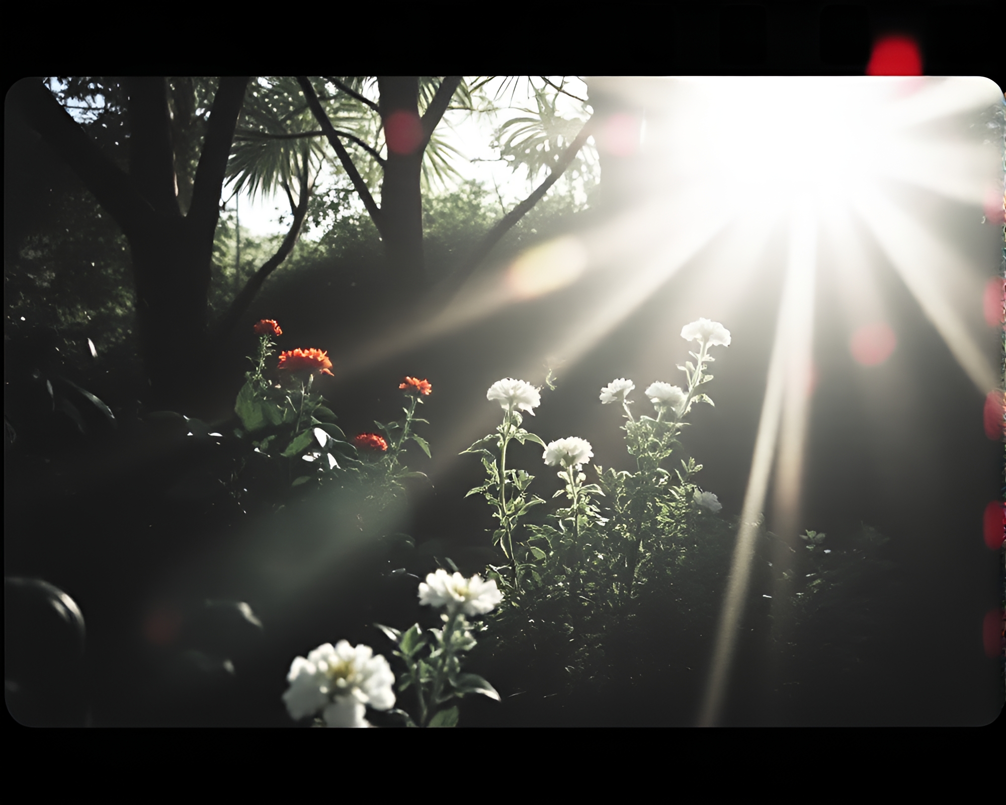 Zen Garden Film Noir with Lens Flare – free AI stock image
