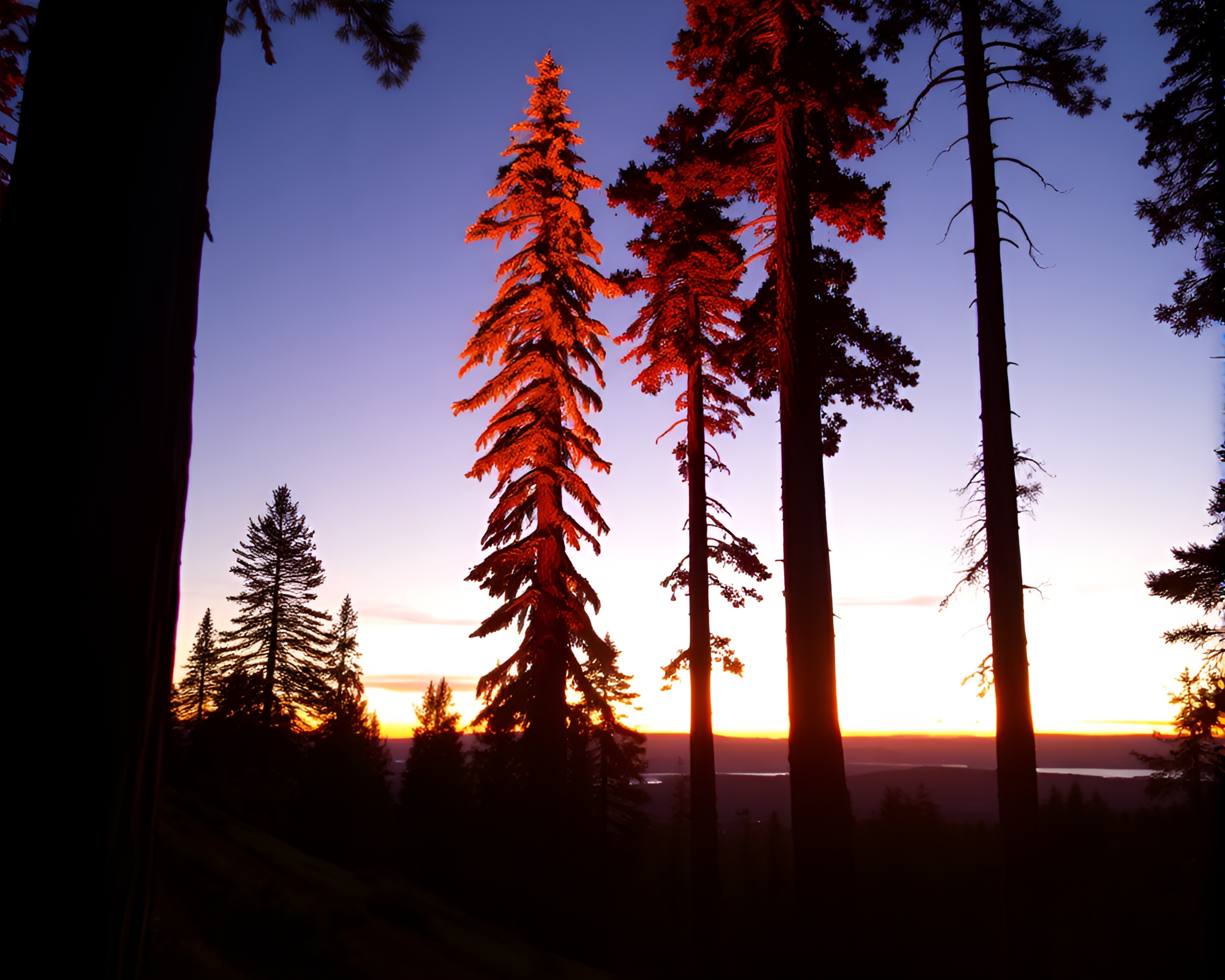 Gilded Redwood Tree Silhouette at Sunset – free AI stock image