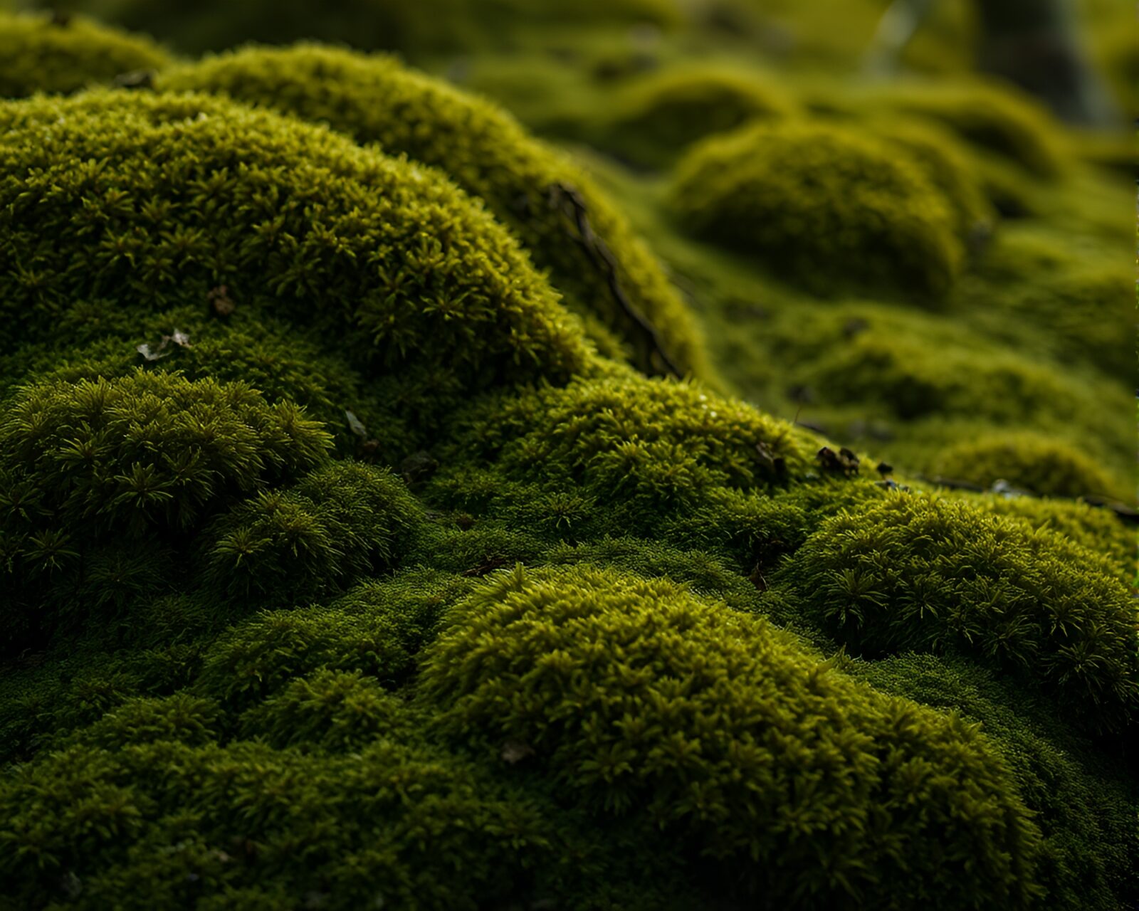 Olive drab toned mossy landscape with surreal mosaic patterns