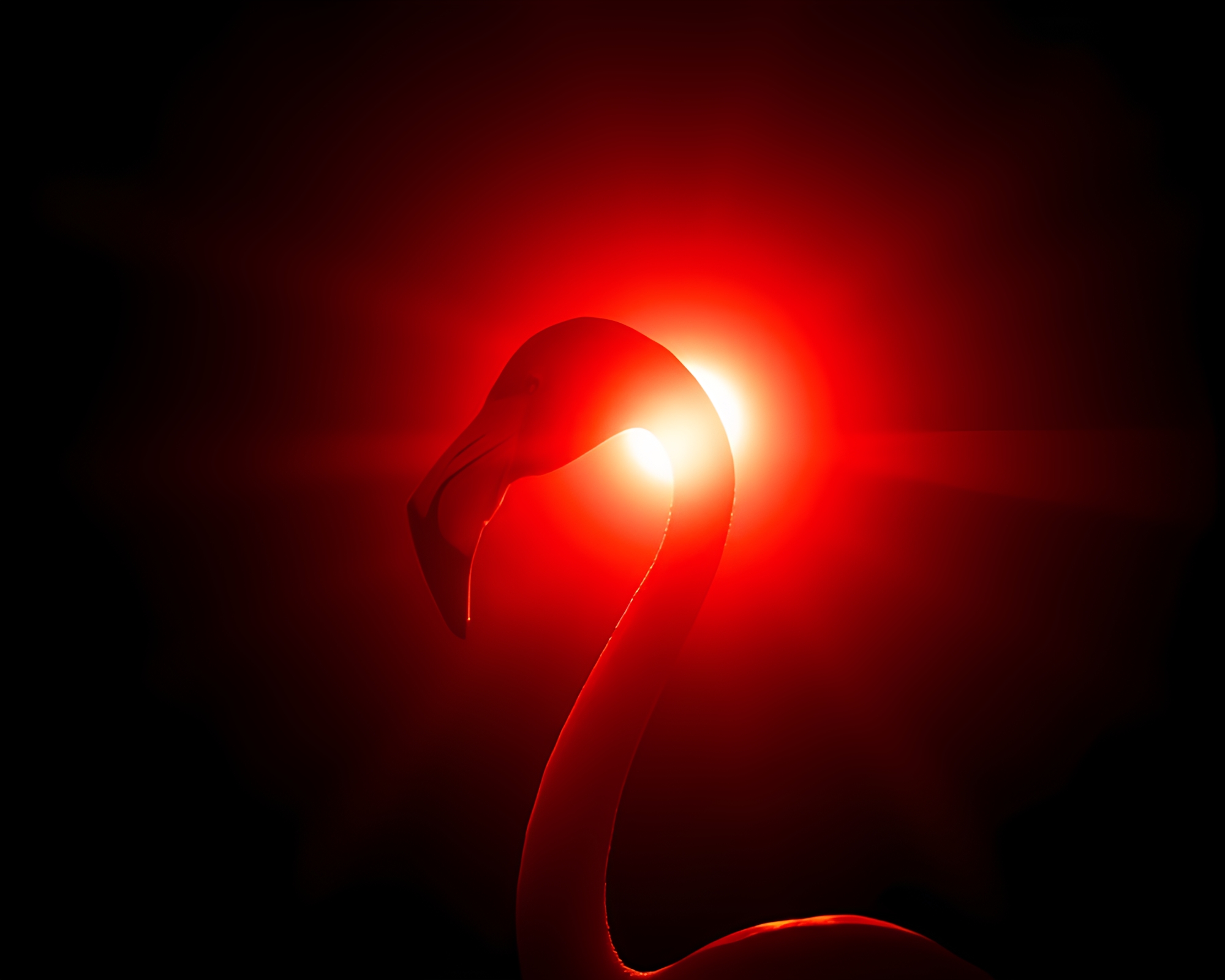 Surreal Flamingo Silhouette in Red Brick Fisheye – free AI stock image