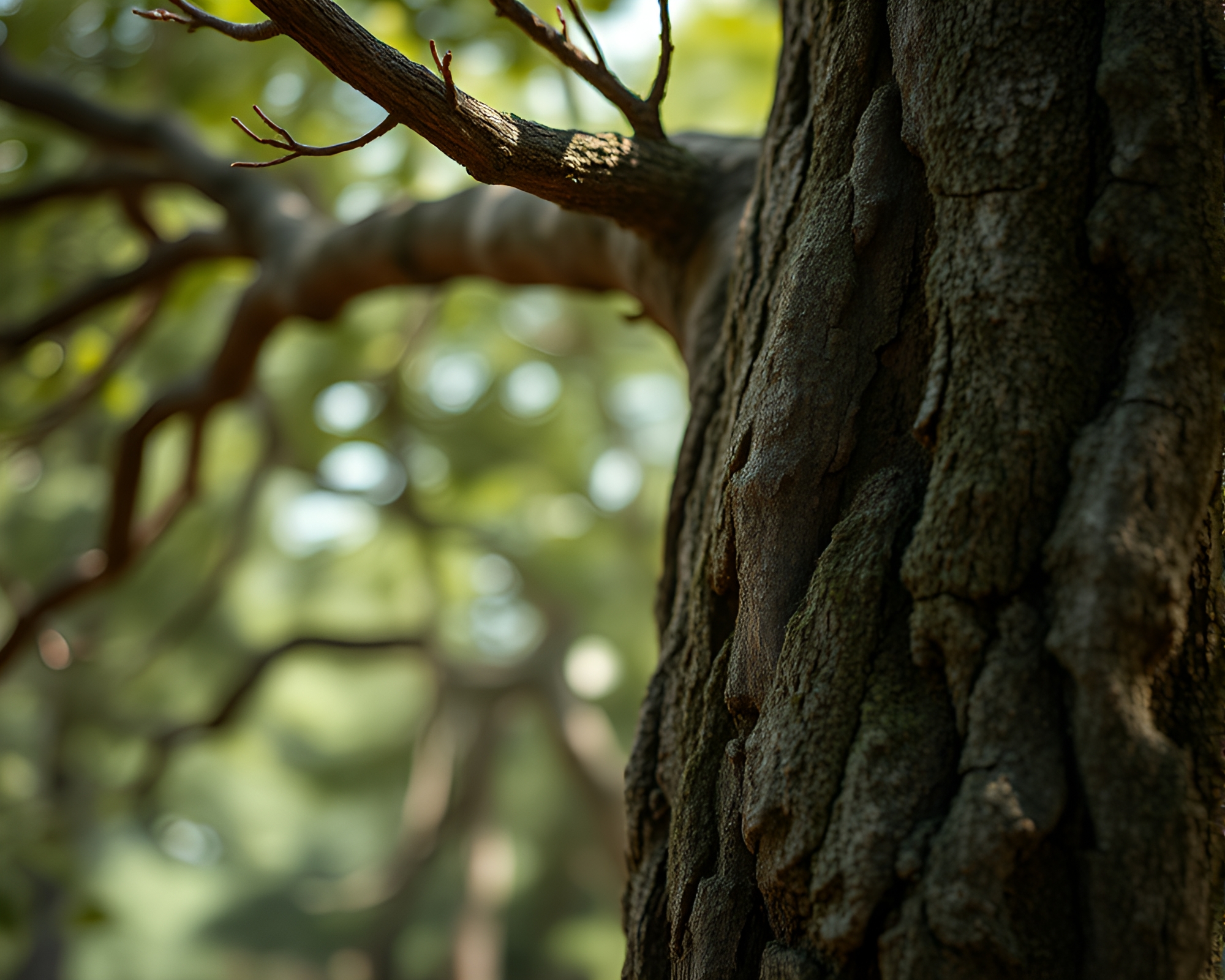 Enchanting Ancient Tree Macro Detail Under Overexposed Light – free AI stock image