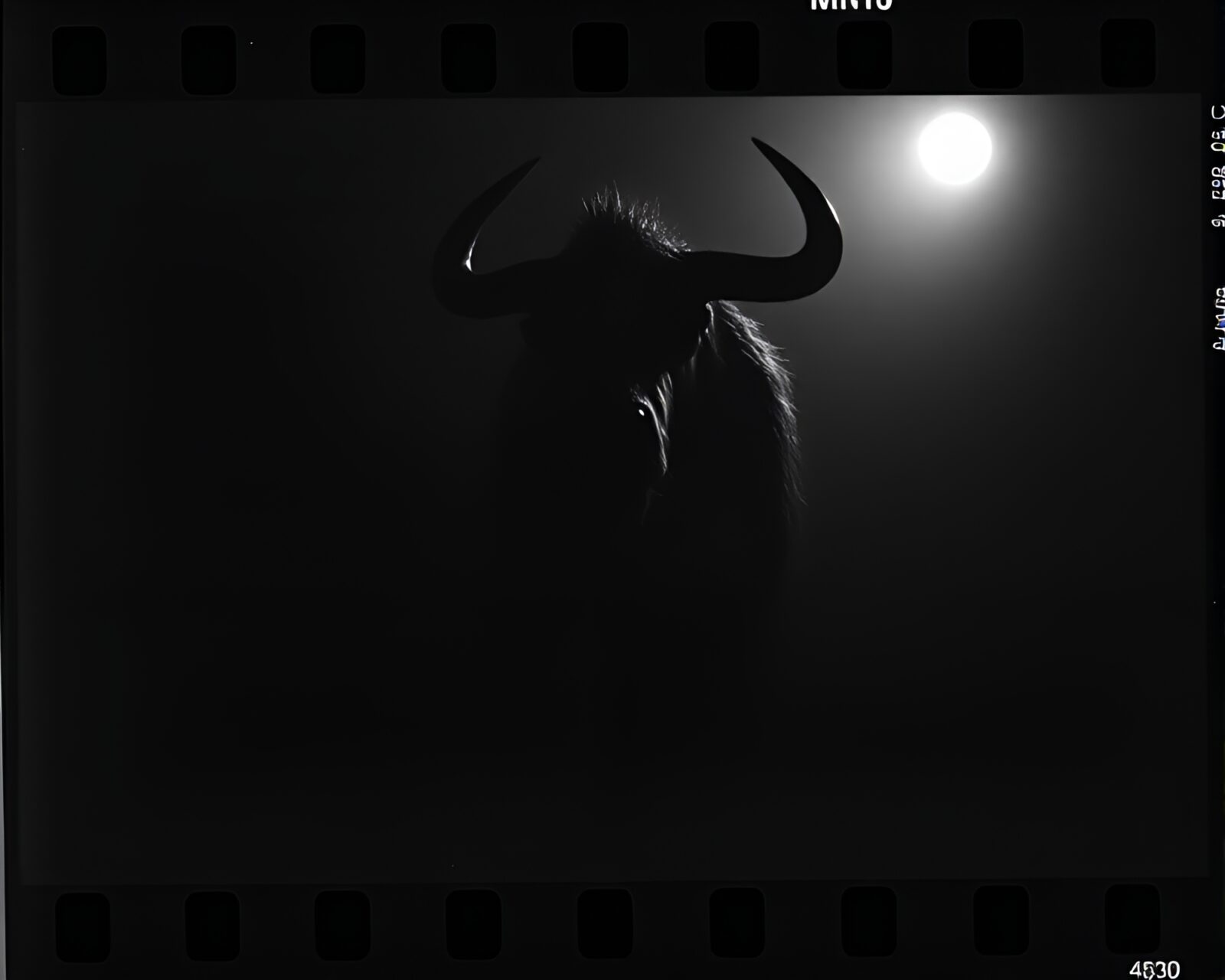 Dark, dramatic image of a Minotaur surrounded by sprocket holes