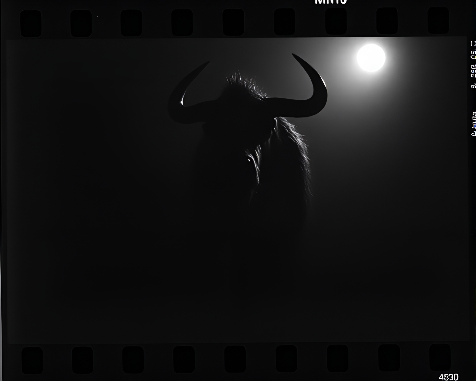 Monochrome Minotaur in Film Sprocket Hole Frame – free AI stock image