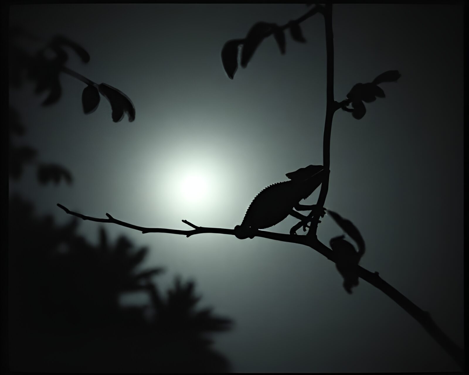 Wide-angle grainy film image of chameleon blending into forest