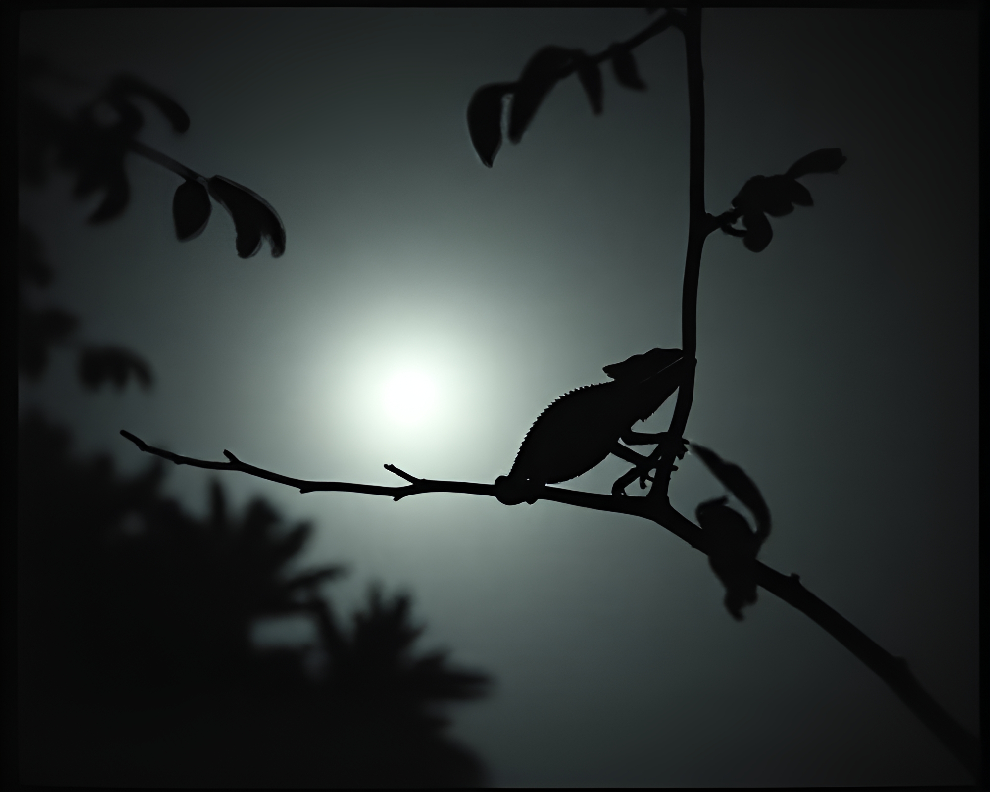 Intricate Chameleon Silhouette in Negative Space Forest – free AI stock image