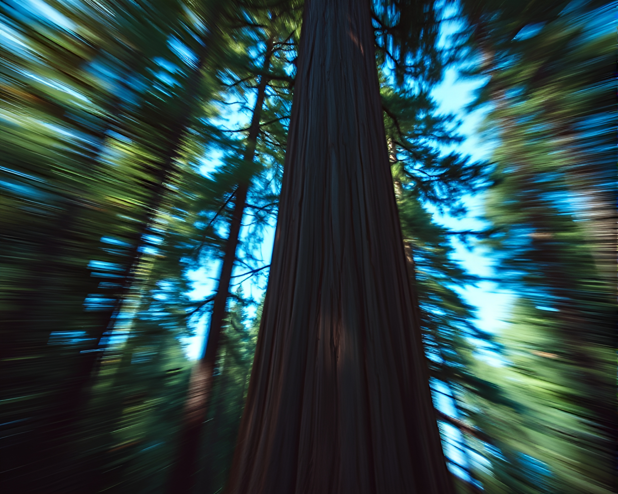 Redwood Tree with Comic Book Motion Blur Streaks – free AI stock image