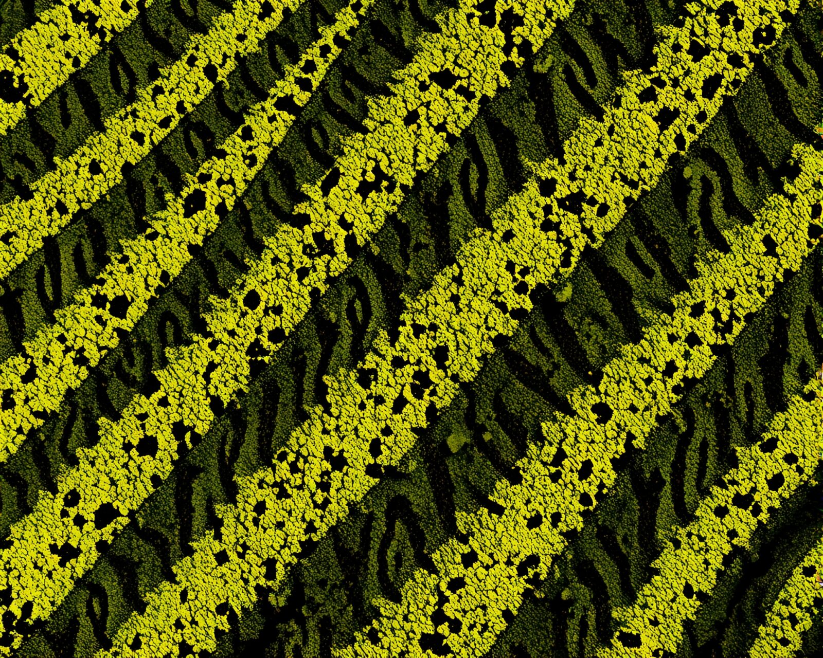 Zebra blending with patterned lichens under dappled shadow