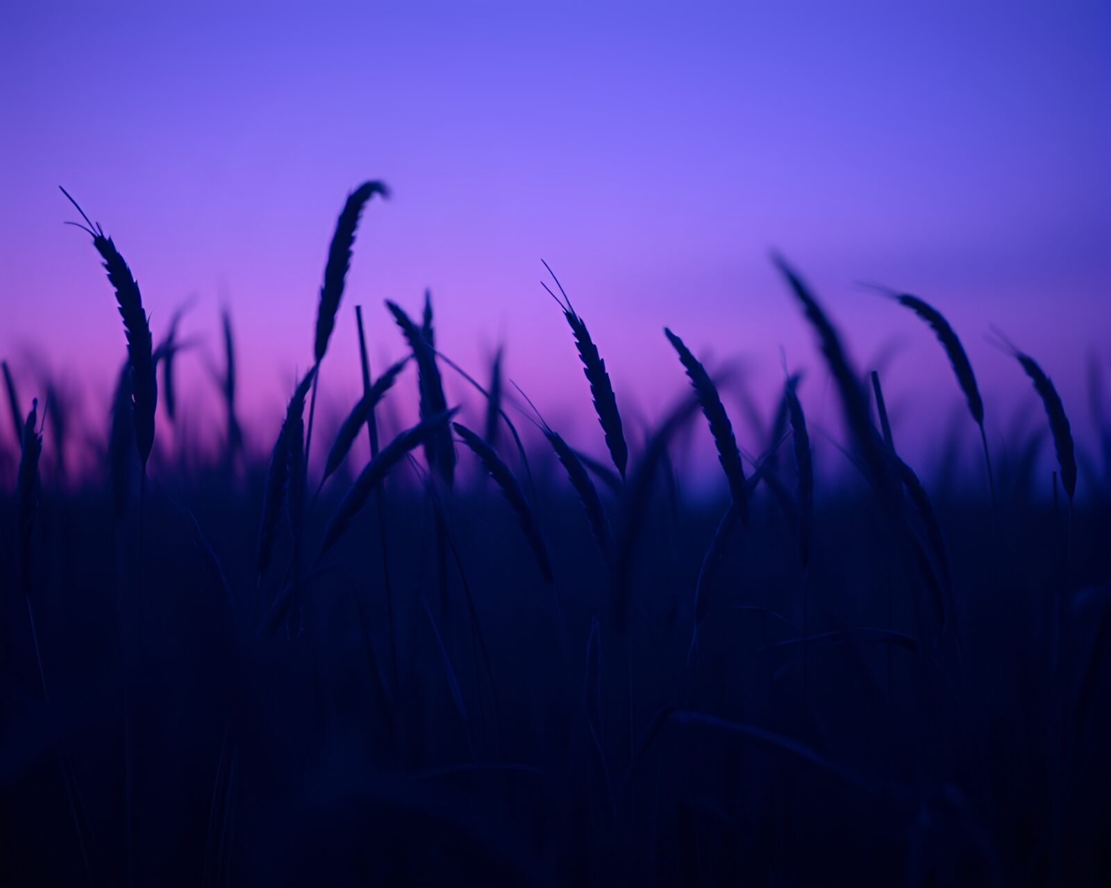Mystical shield glowing under a twilight-purple sky