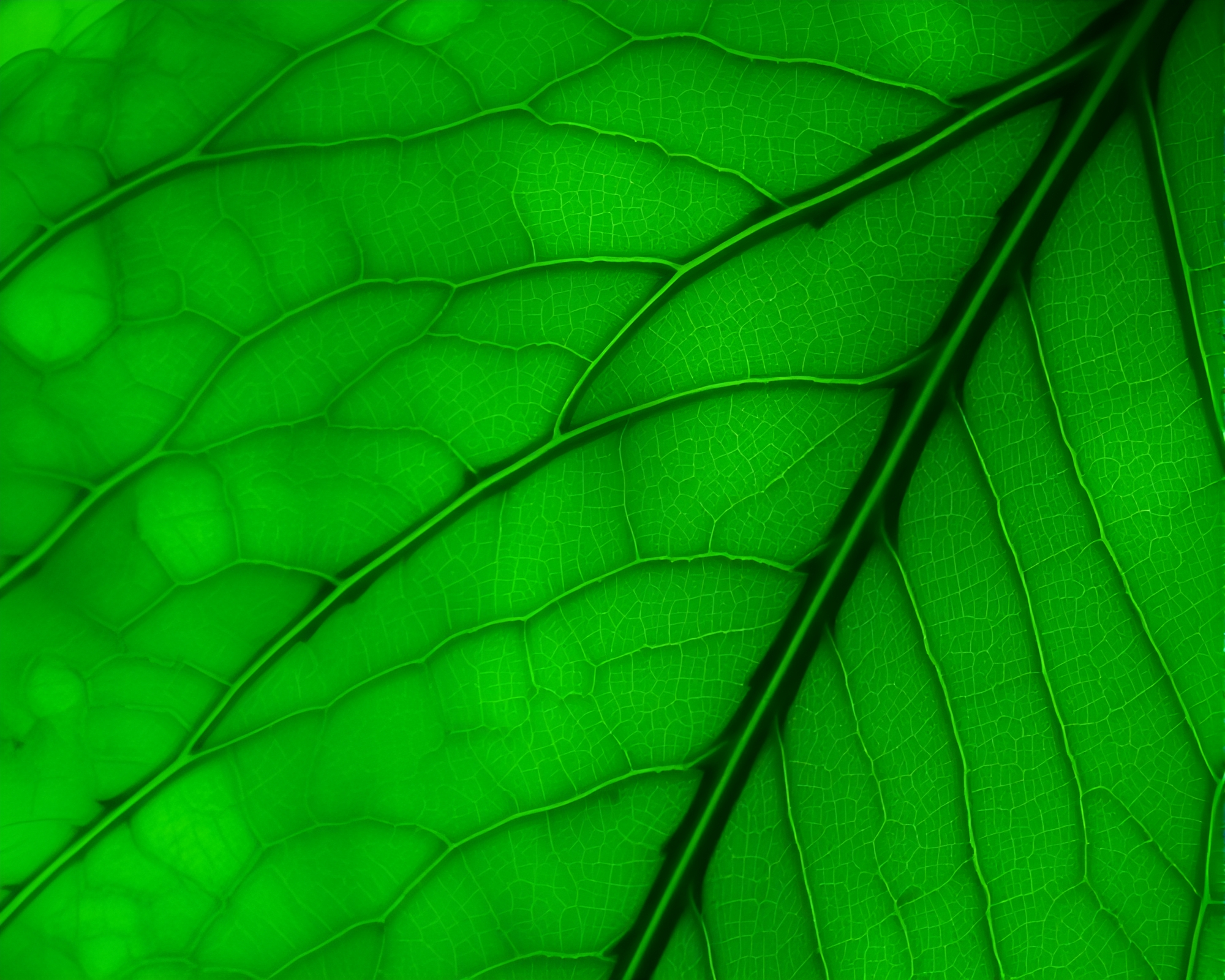 Veins of the Cosmos: Astral Leaf Projection – free AI stock image