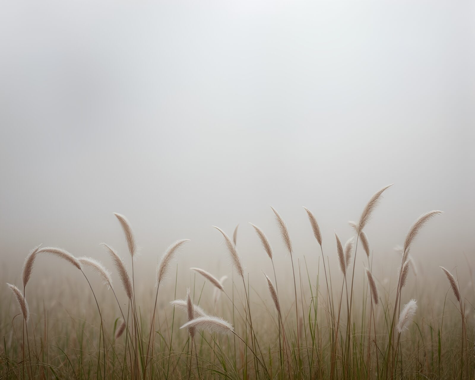 Majestic savannah scene with feather-laden fog under colorful glass