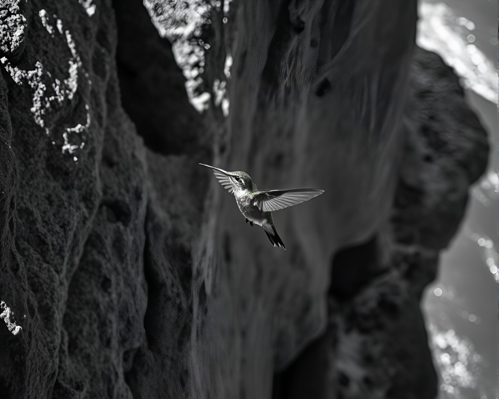 Black and white high-angle shot of a hummingbird flying near cliff edge