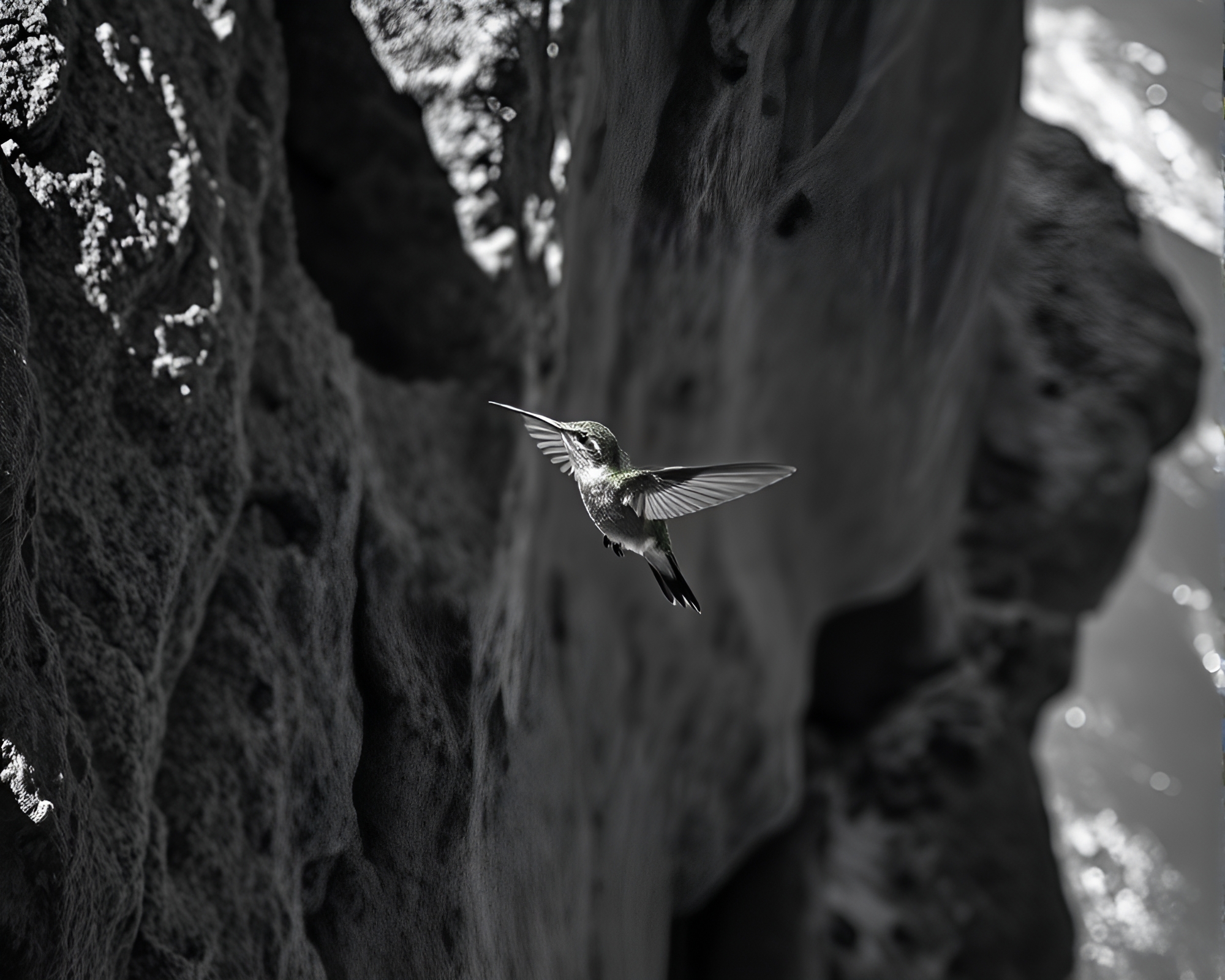 Majestic Hummingbird Soaring Over Cliffside Shadow – free AI stock image