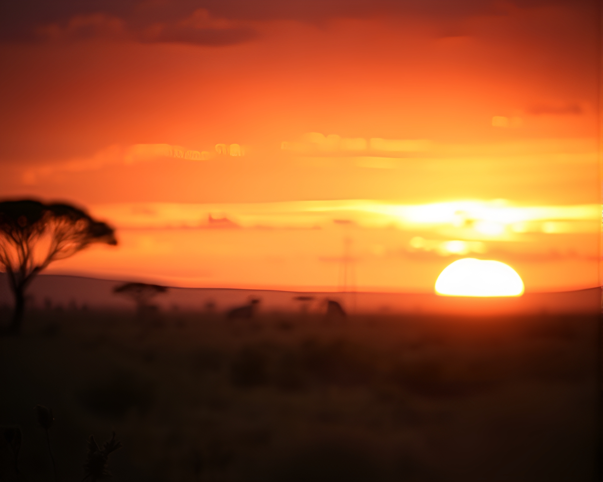 Savanna Sunset: Chiaroscuro Beauty in Soft Focus Background – free AI stock image