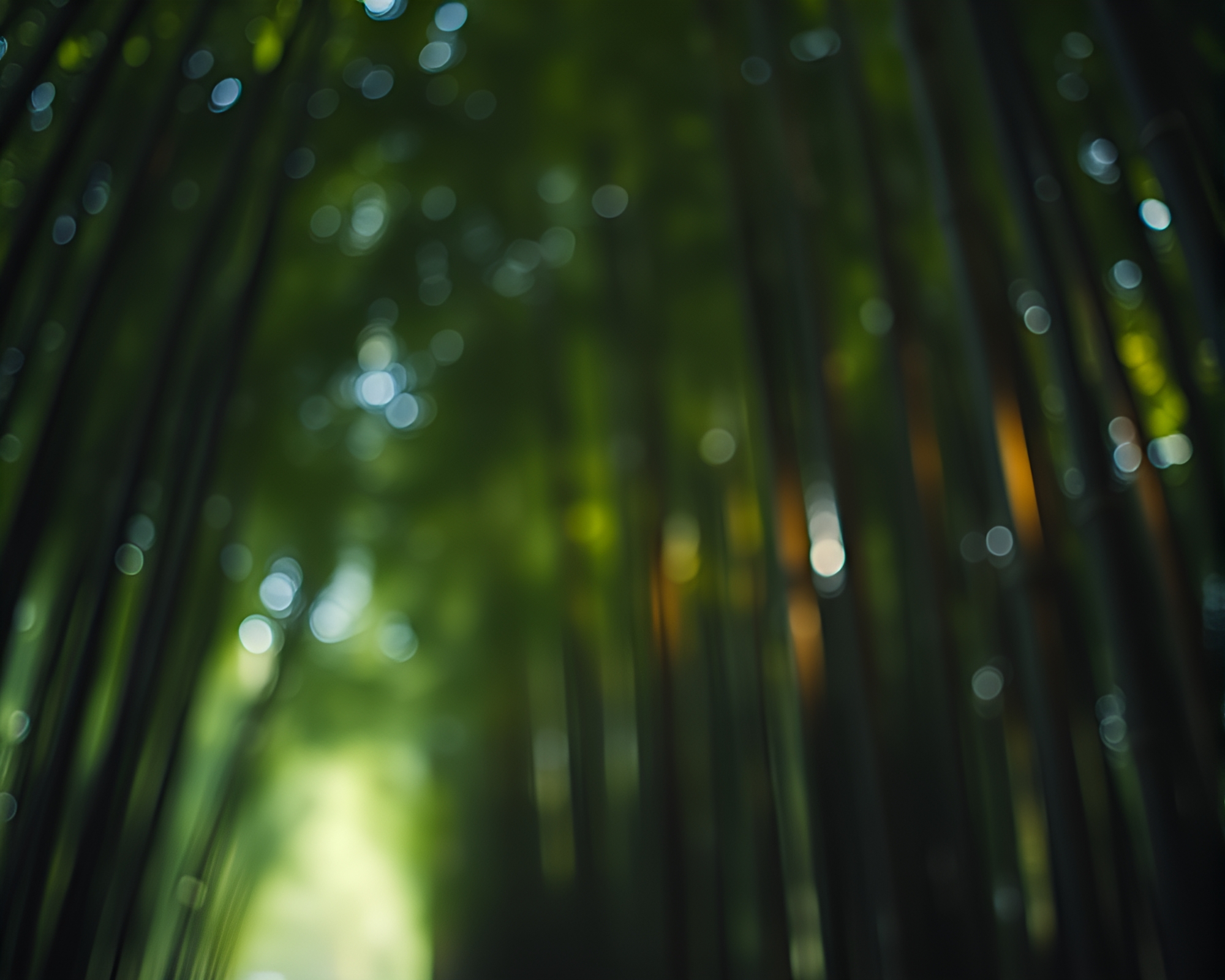 Enchanting Bamboo Grove with Dreamy Light Leaks – free AI stock image