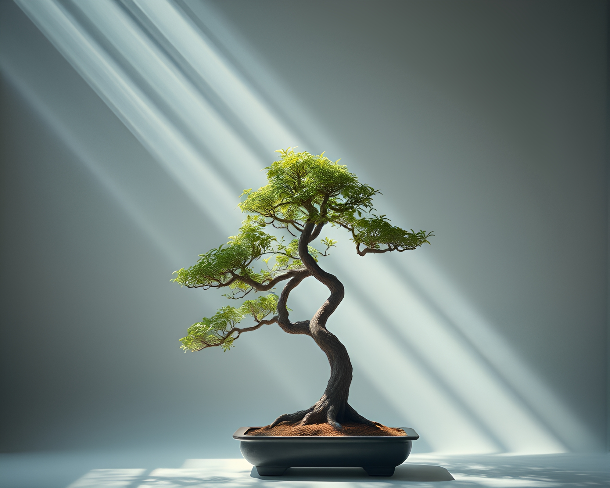 Serene Bonsai Tree Studio Shot with Light Streaks – free AI stock image