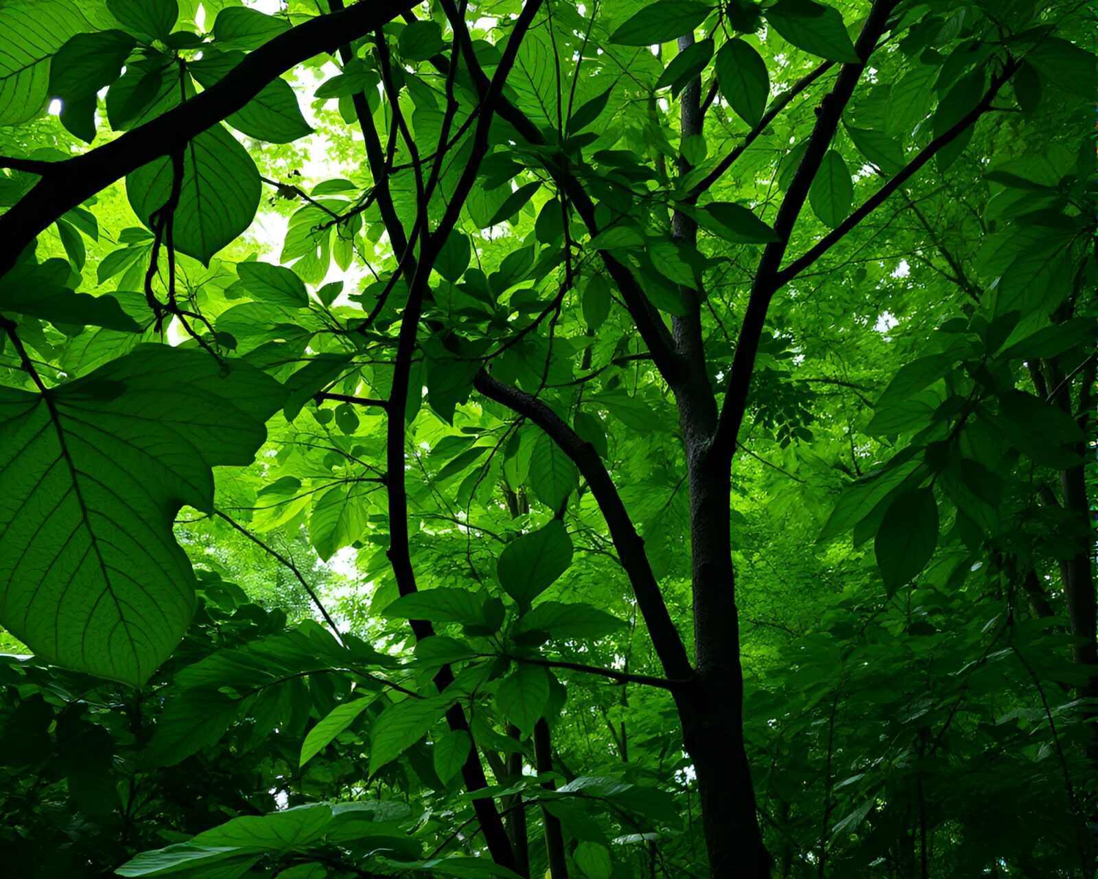 Abstract art of green rainforest canopy with dripped paint