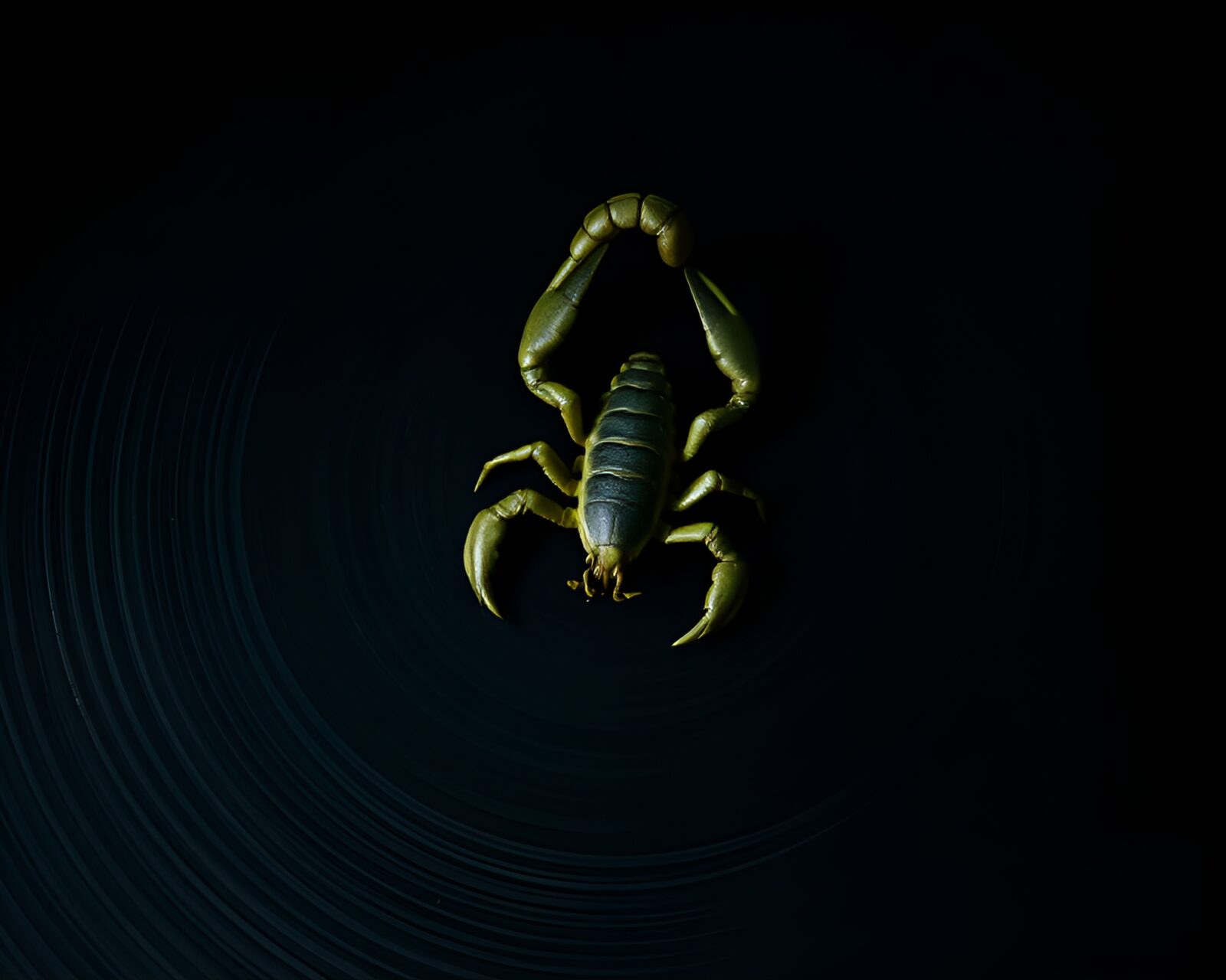 Abstract scorpion silhouette surrounded by concentric circles in dark lighting.
