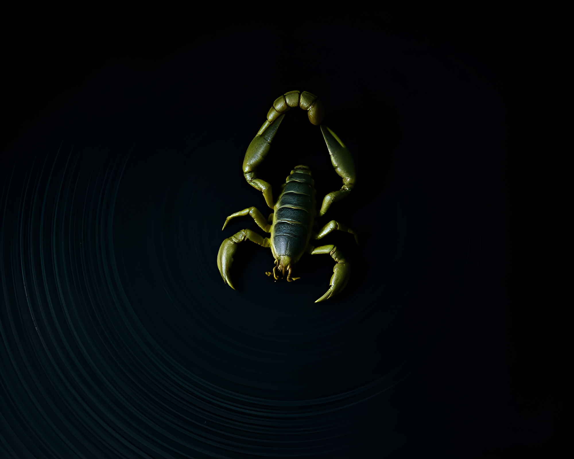 Scorpion Data Visualization in Dramatic Concentric Circles – free AI stock image