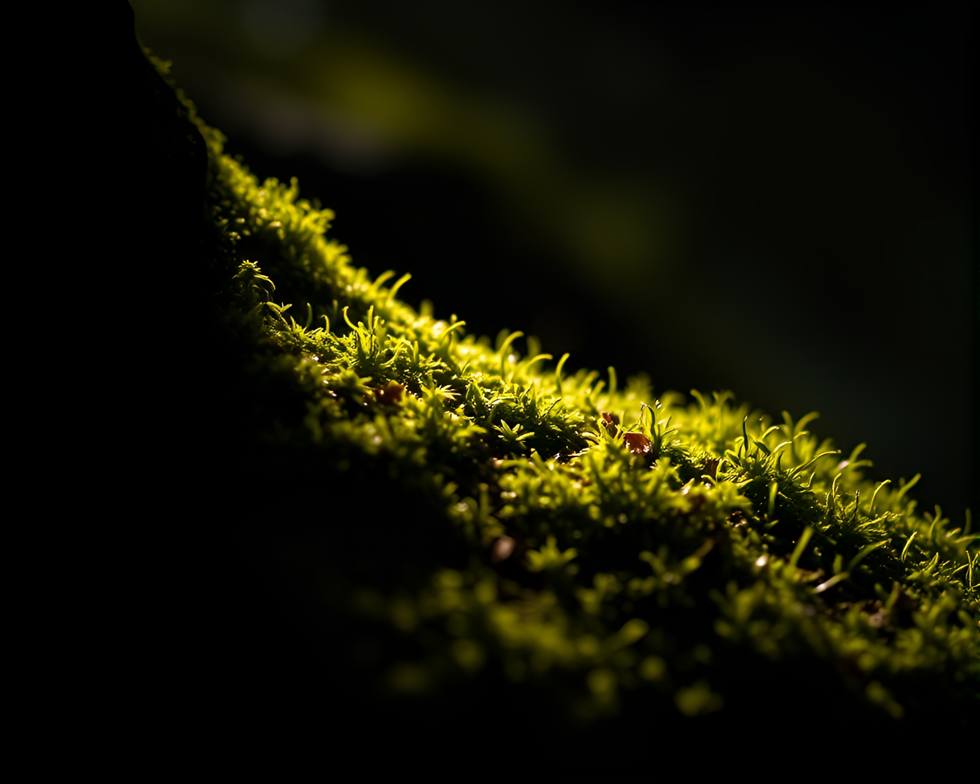 Enchanted Moss Growth in Elf’s Domain – free AI stock image