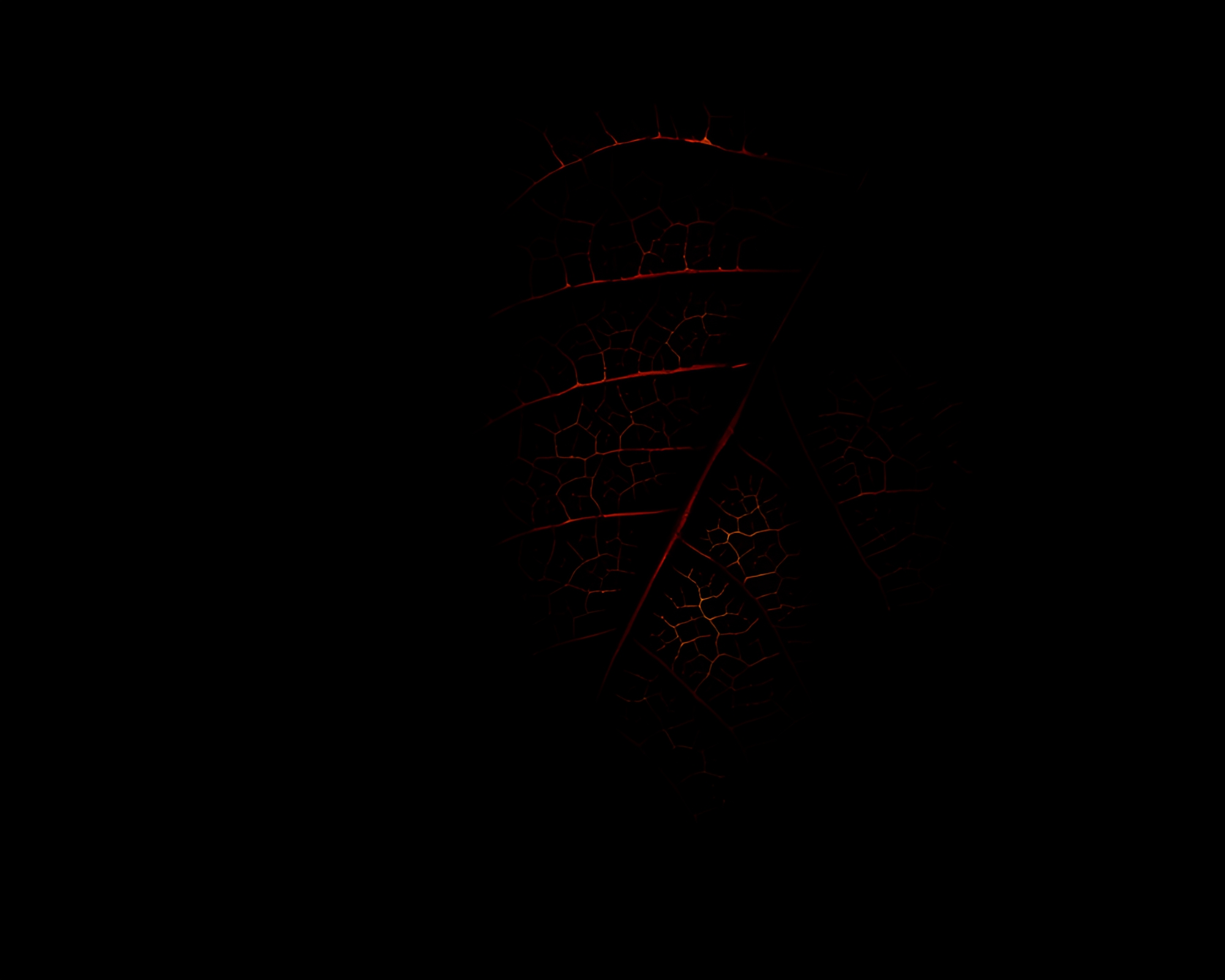 Basilisk Leaf Vein Chiaroscuro Composition – free AI stock image