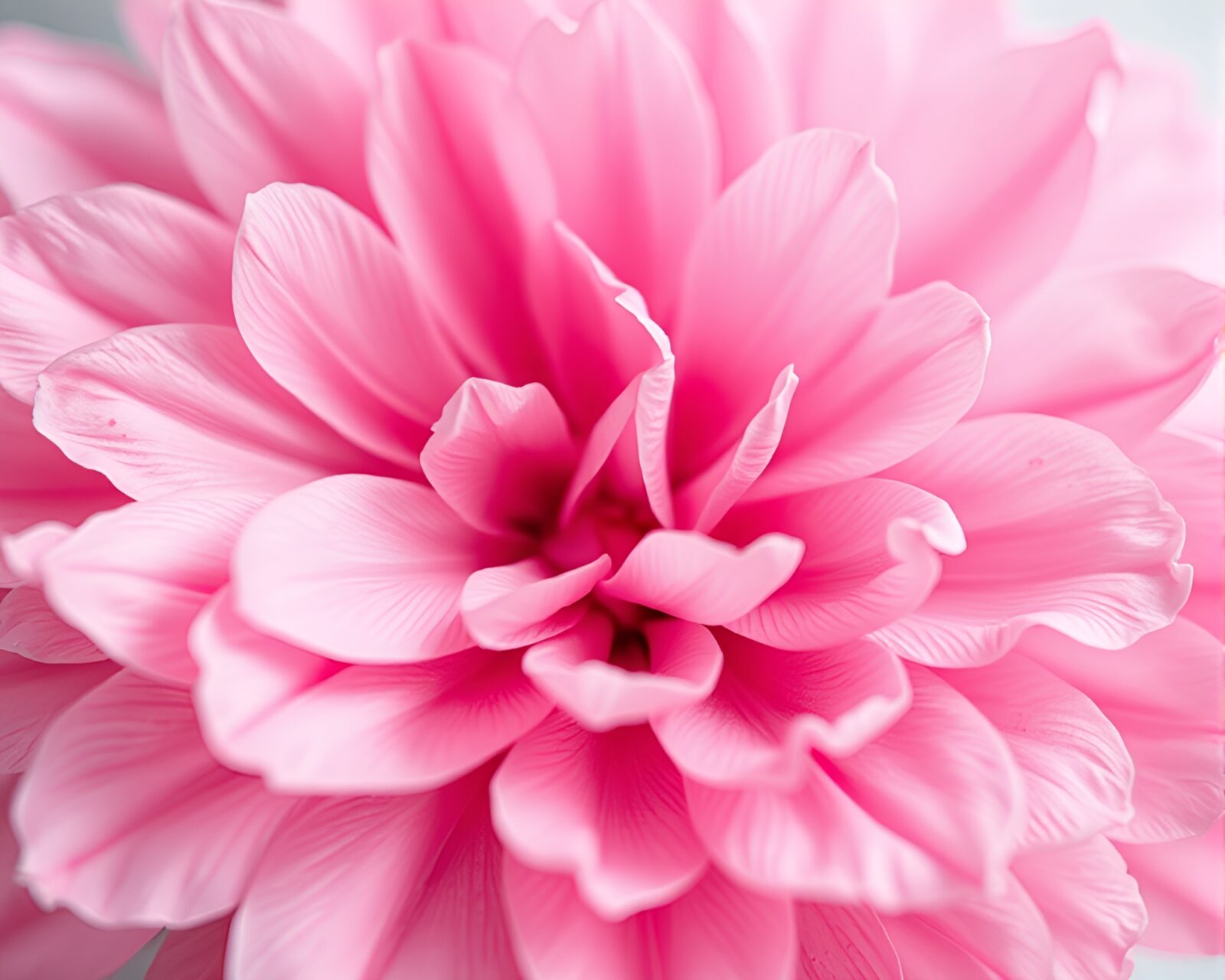Soft focus image of blush pink flower petals abstractly arranged.