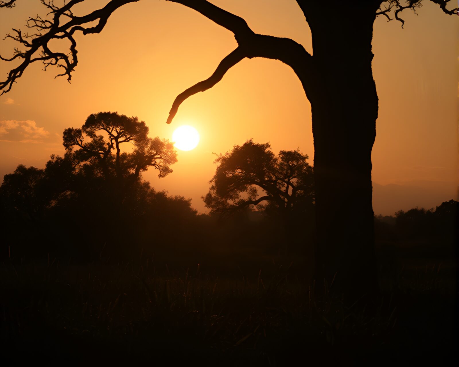 A majestic savannah landscape glowing in golden hour light