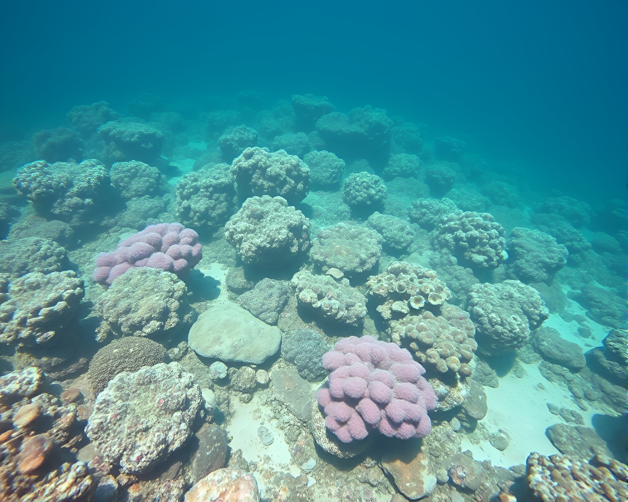 Vibrant Chalk Reef Underwater Stereograph Art – free AI stock image