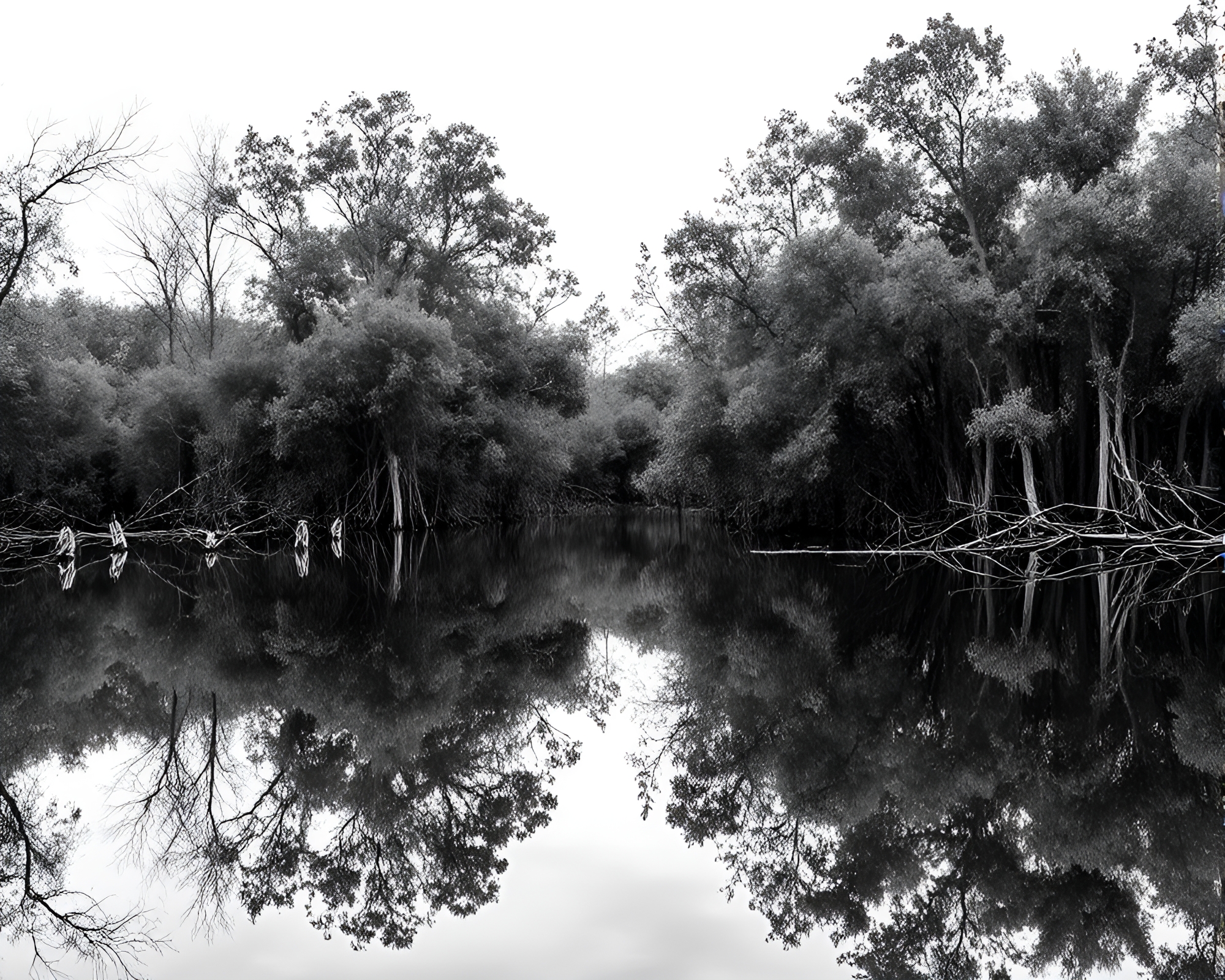 Mangrove Swamp Double Reflection Engraved HDR Fantasy Scene – free AI stock image