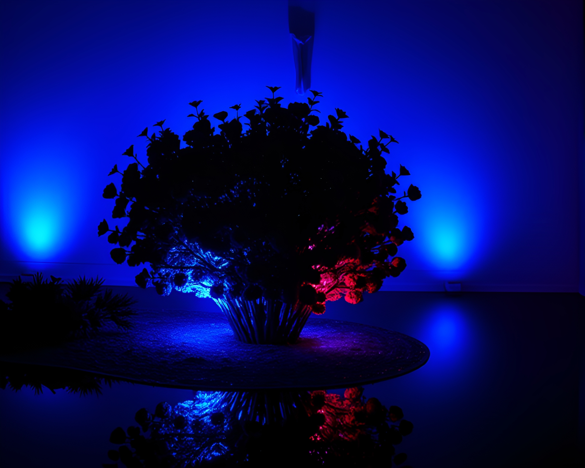 Raspberry Bush Reflection Silhouette in LED Cobalt Blue Light – free AI stock image