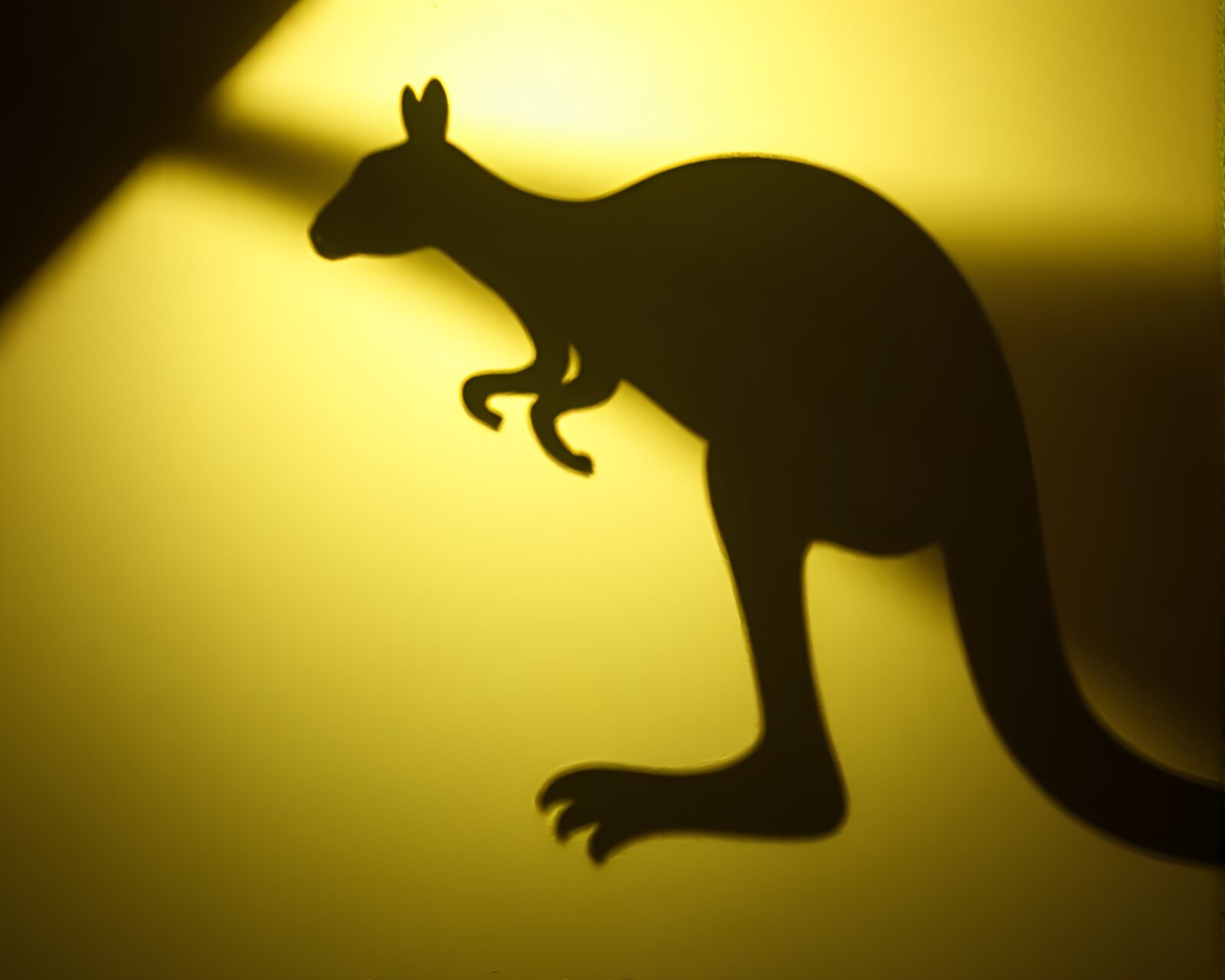 Shadow of kangaroo by glowing streetlamp in city