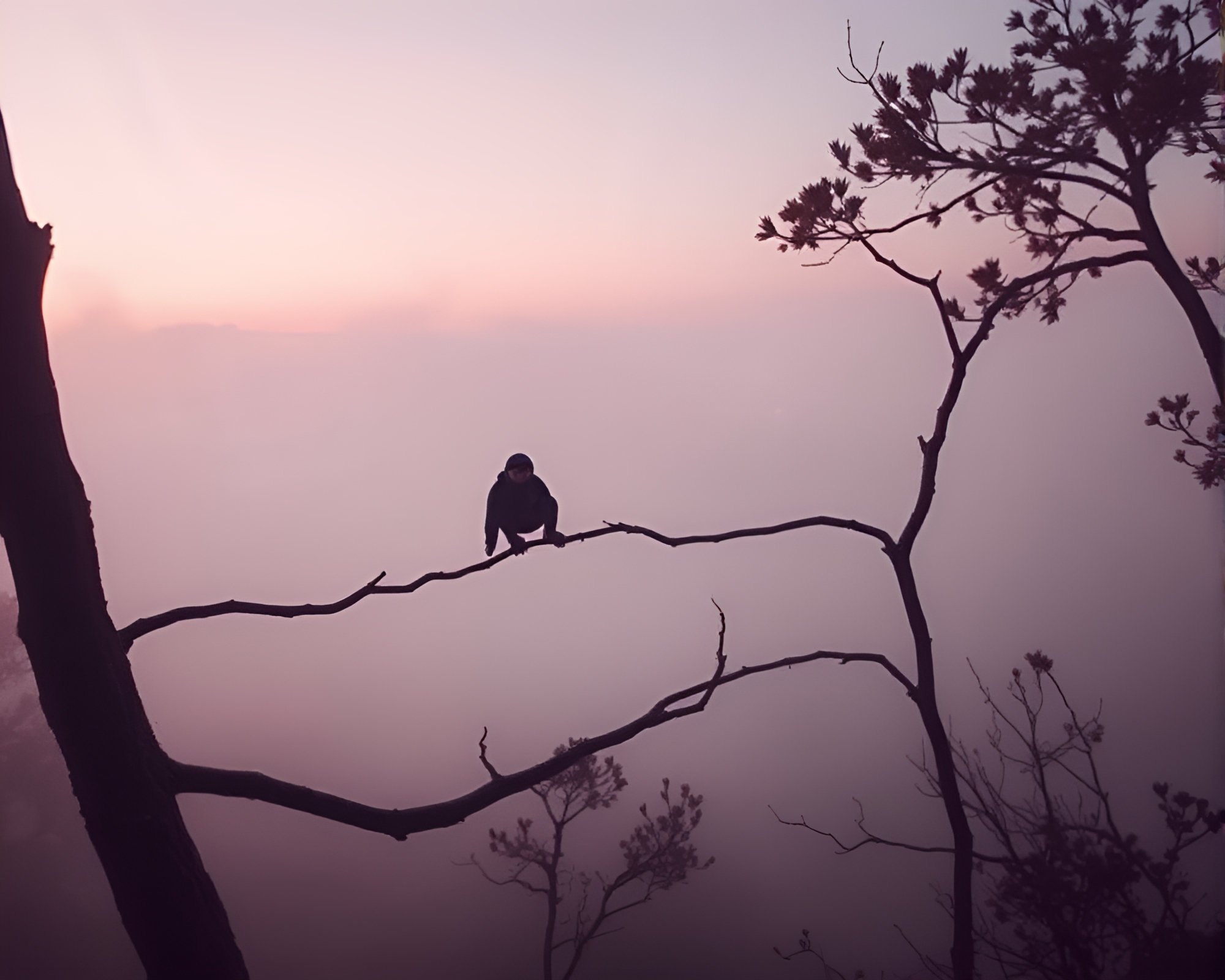 Enshrouded Sloth in Rose Gold Mist – free AI stock image