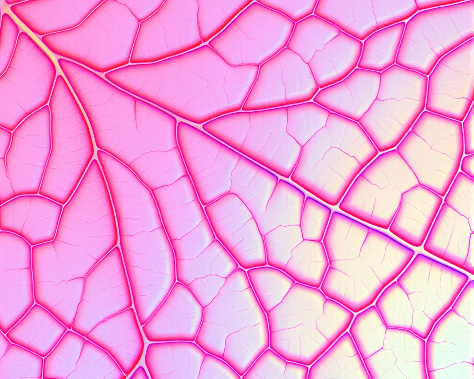 Colorful holographic macarons arranged in leaf vein patterns