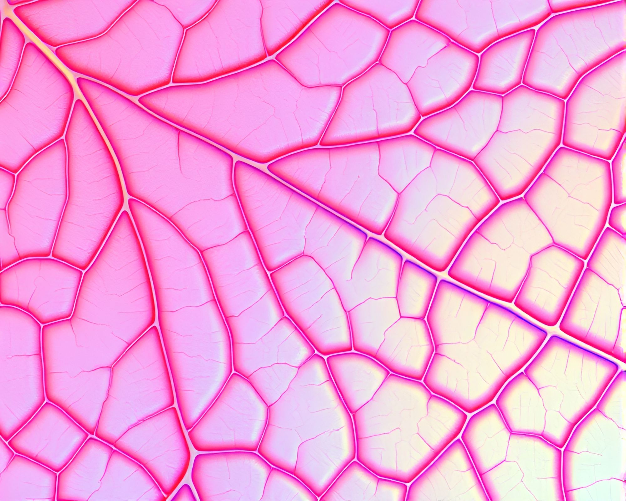 Aurora Holographic Macaron Leaf Vein Composition – free AI stock image