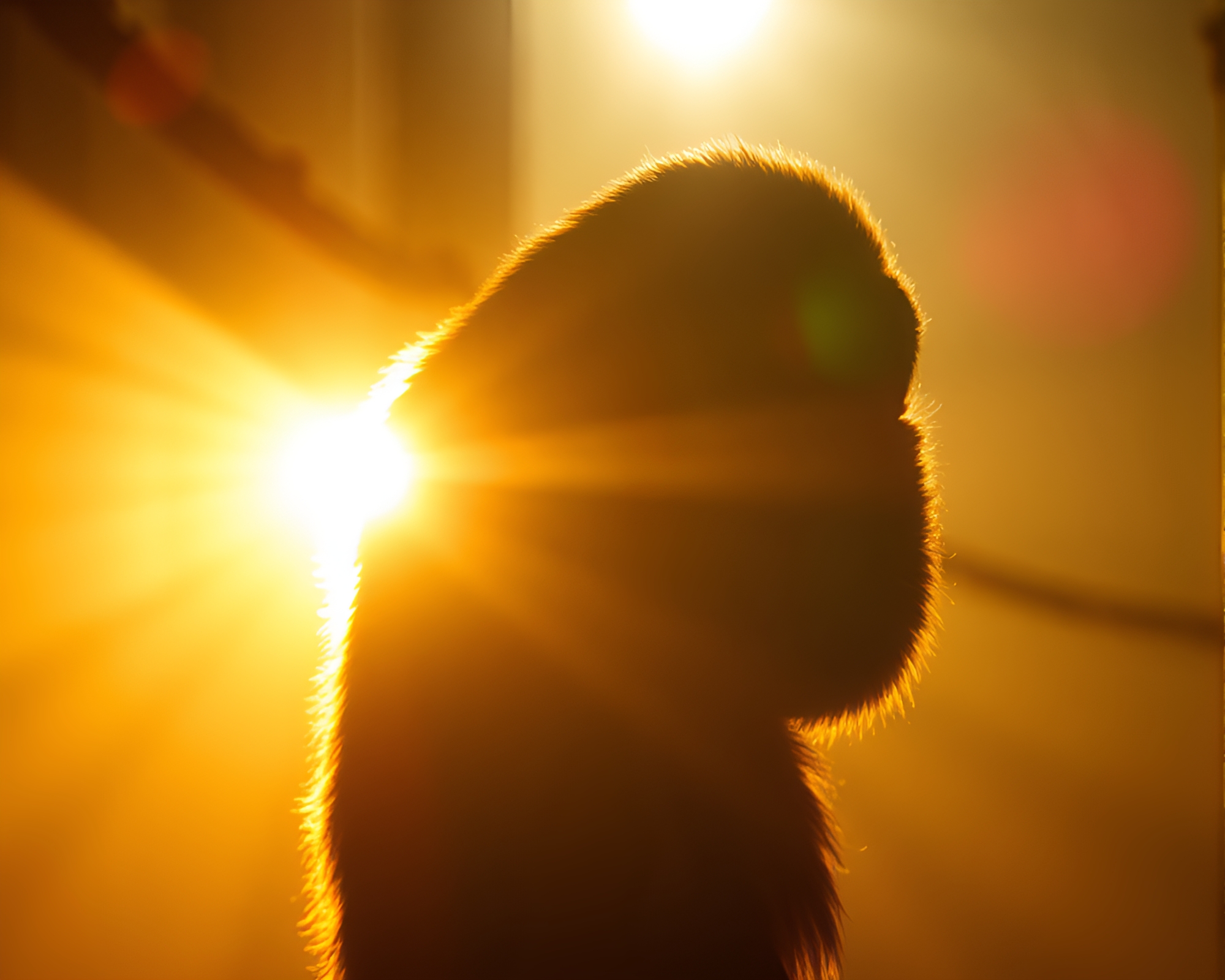 Sloth basking in ethereal light with backscatter flare – free AI stock image