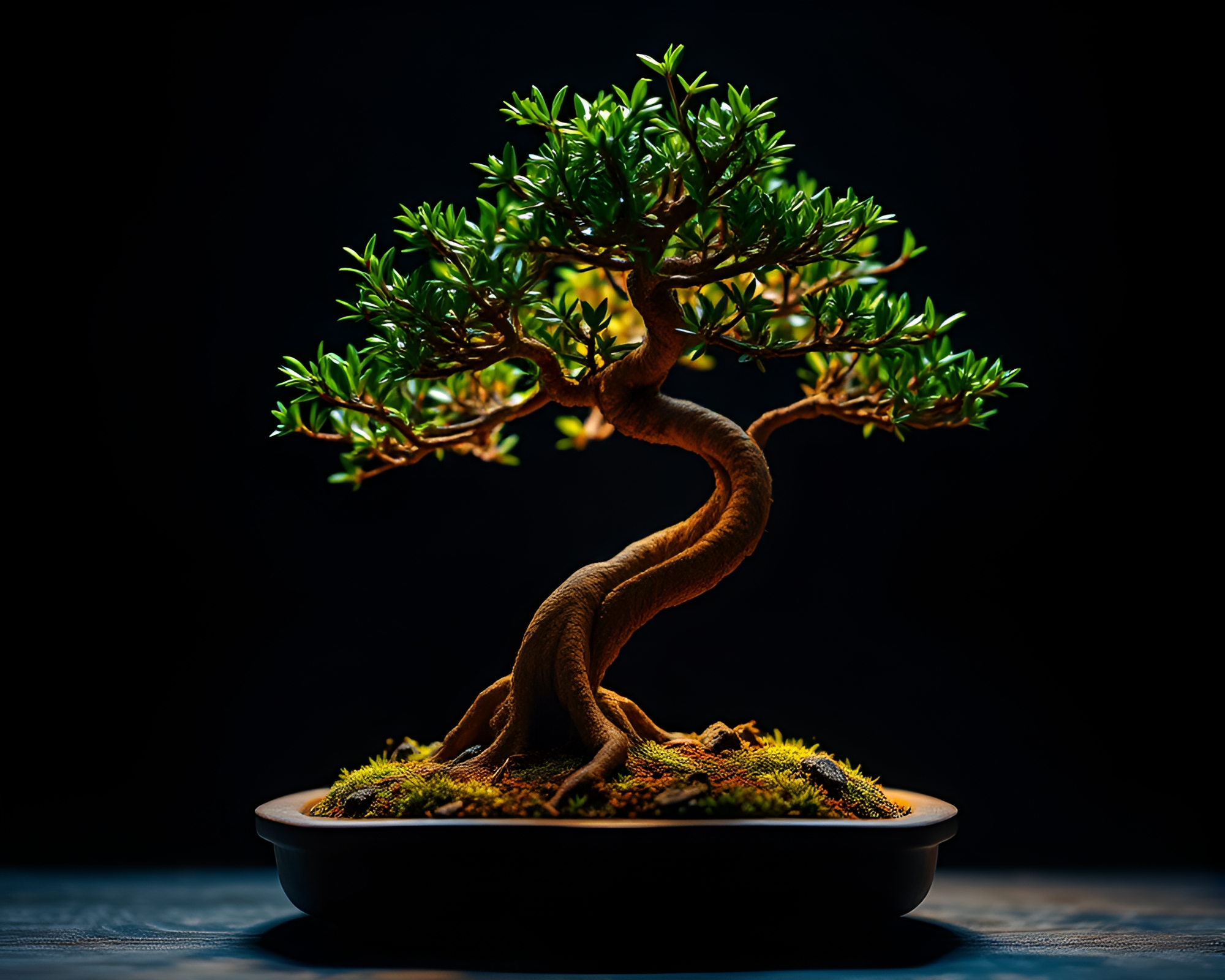 Bonsai Tree Macro Detail in Bright Vignette – free AI stock image