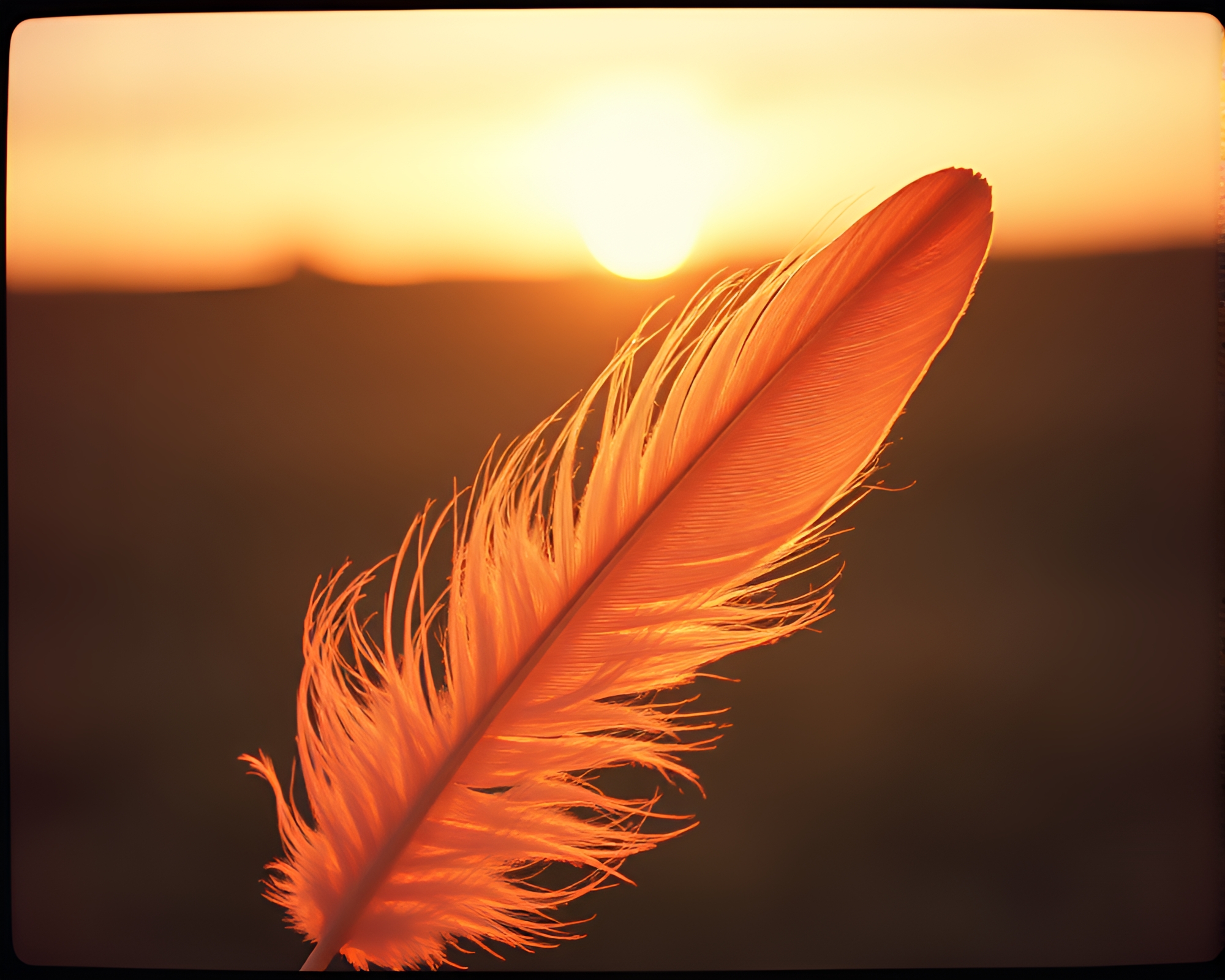 Retro Feather Dusting: Afternoon Warm Glow Composition – free AI stock image
