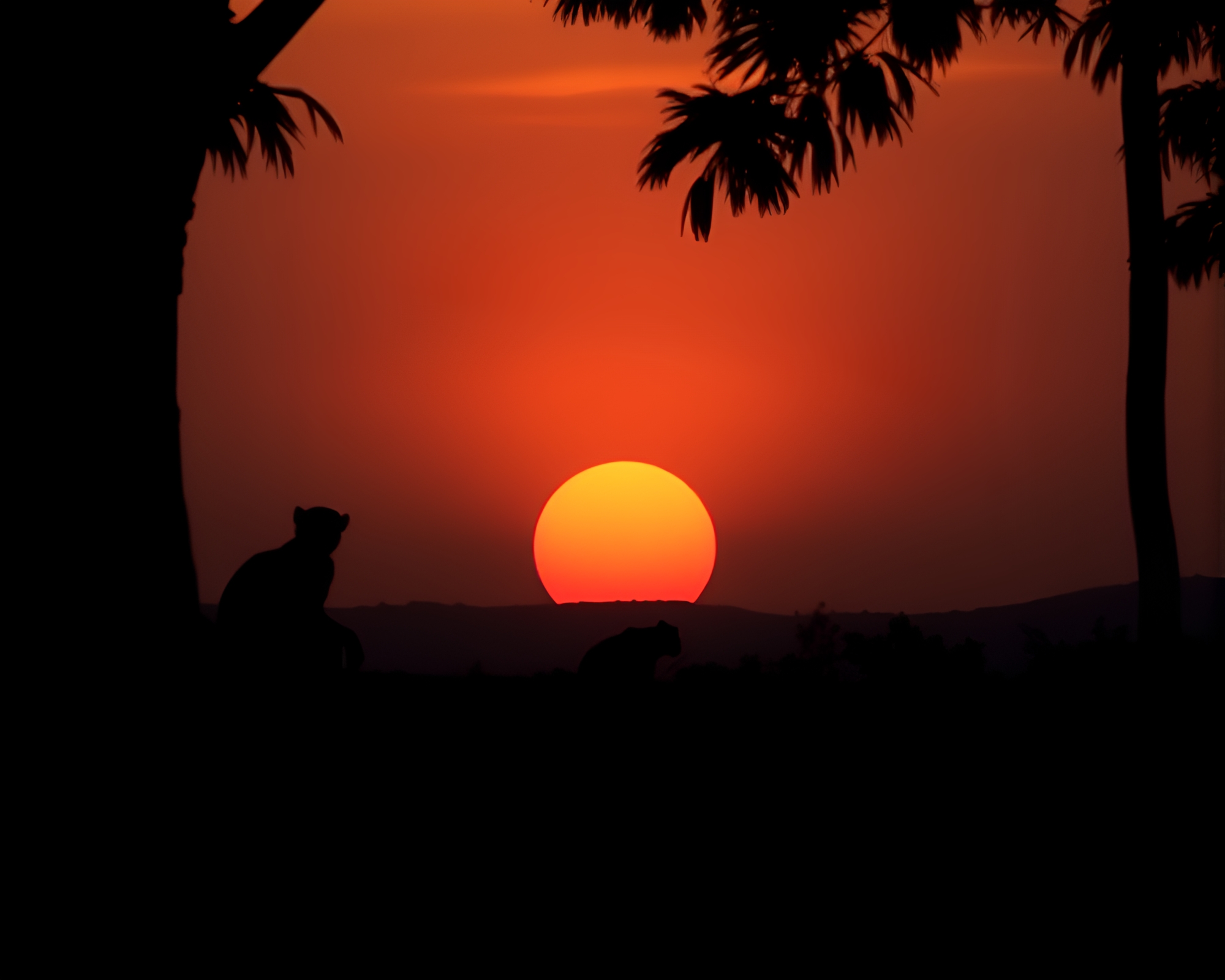 Lemur Silhouette against Sunset Sky – free AI stock image