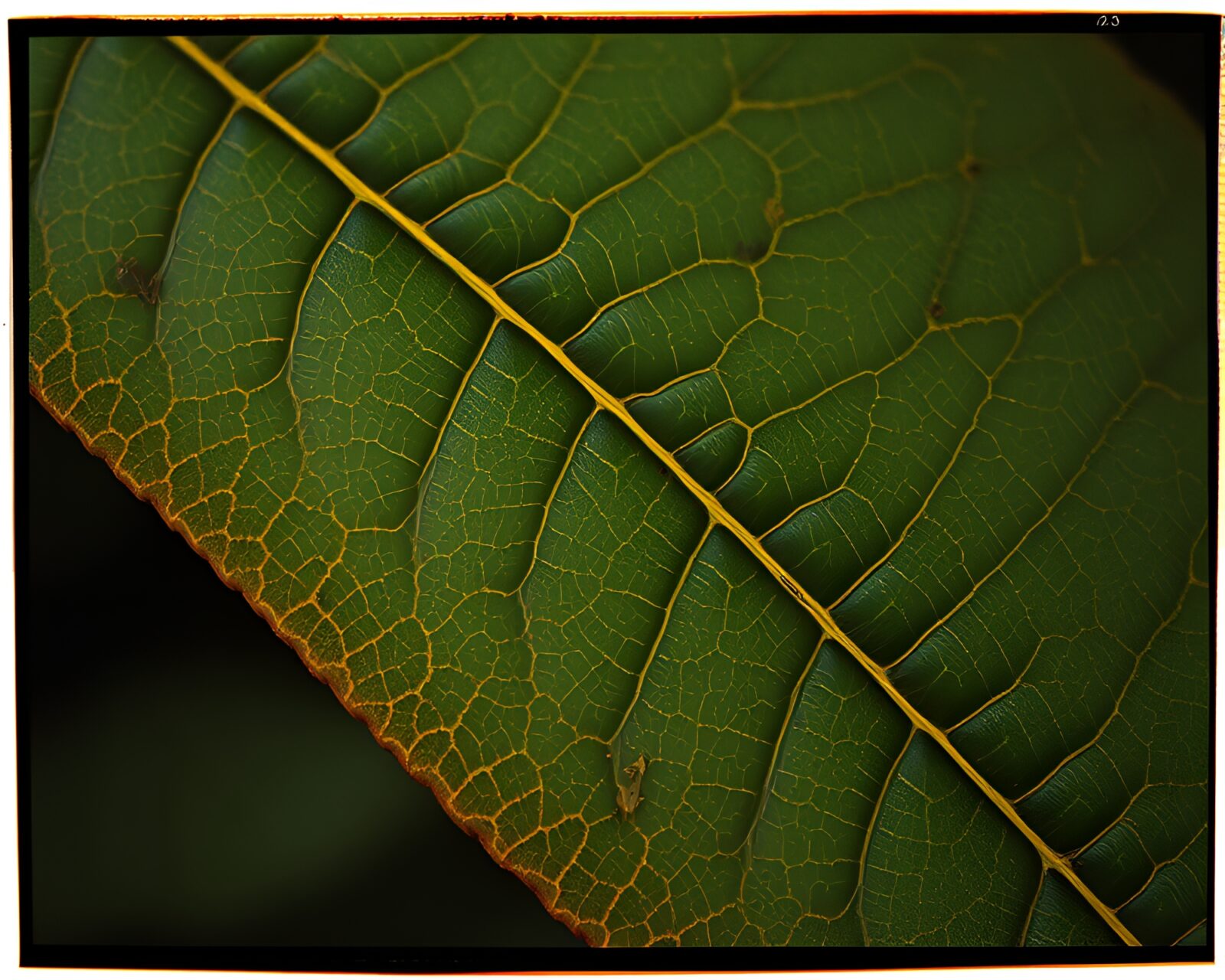 Photorealistic image of leaf veins engraved on old knife