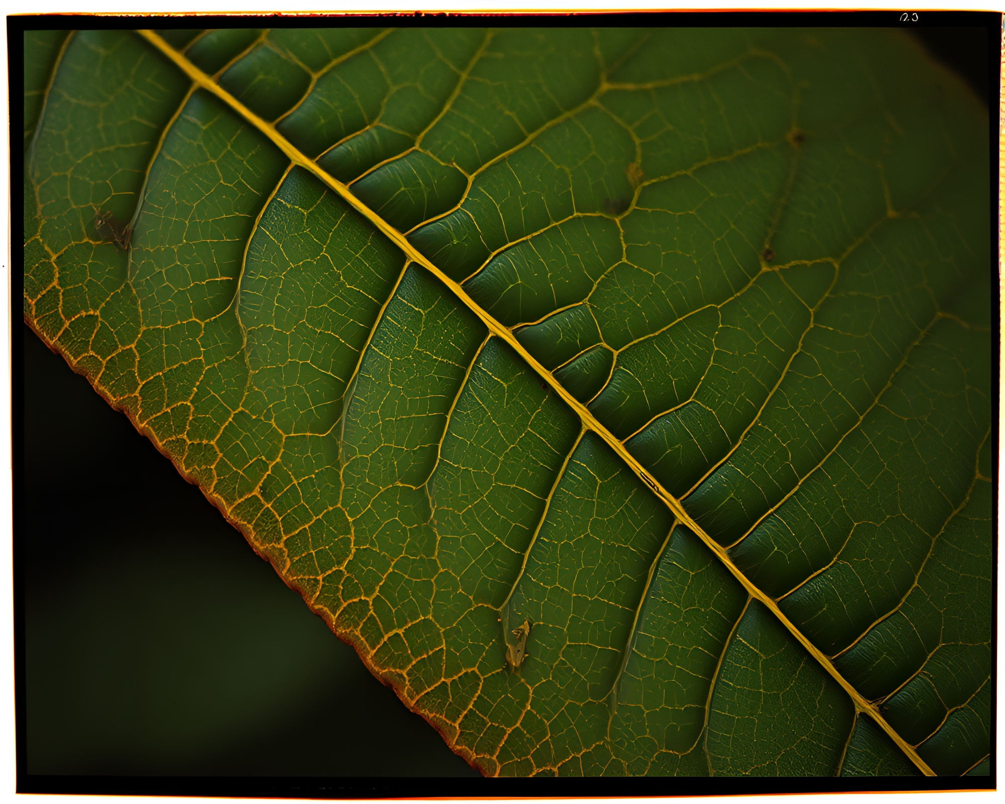 Intricate Leaf Vein Pattern on Rusty Pocketknife Blade – free AI stock image