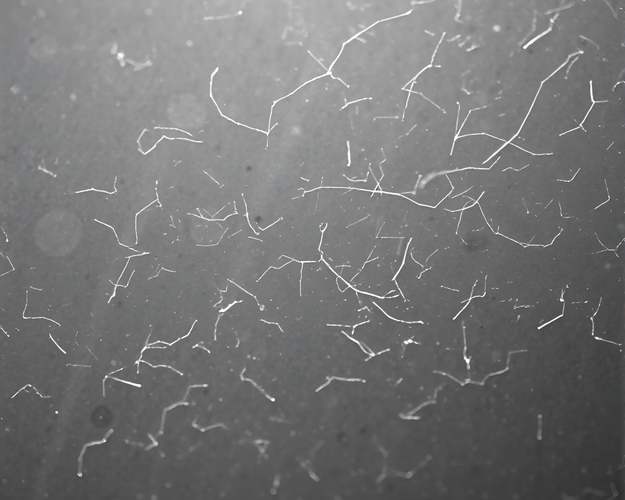 Enigmatic Microscopic World Revealed Through Scratch Textures – free AI stock image
