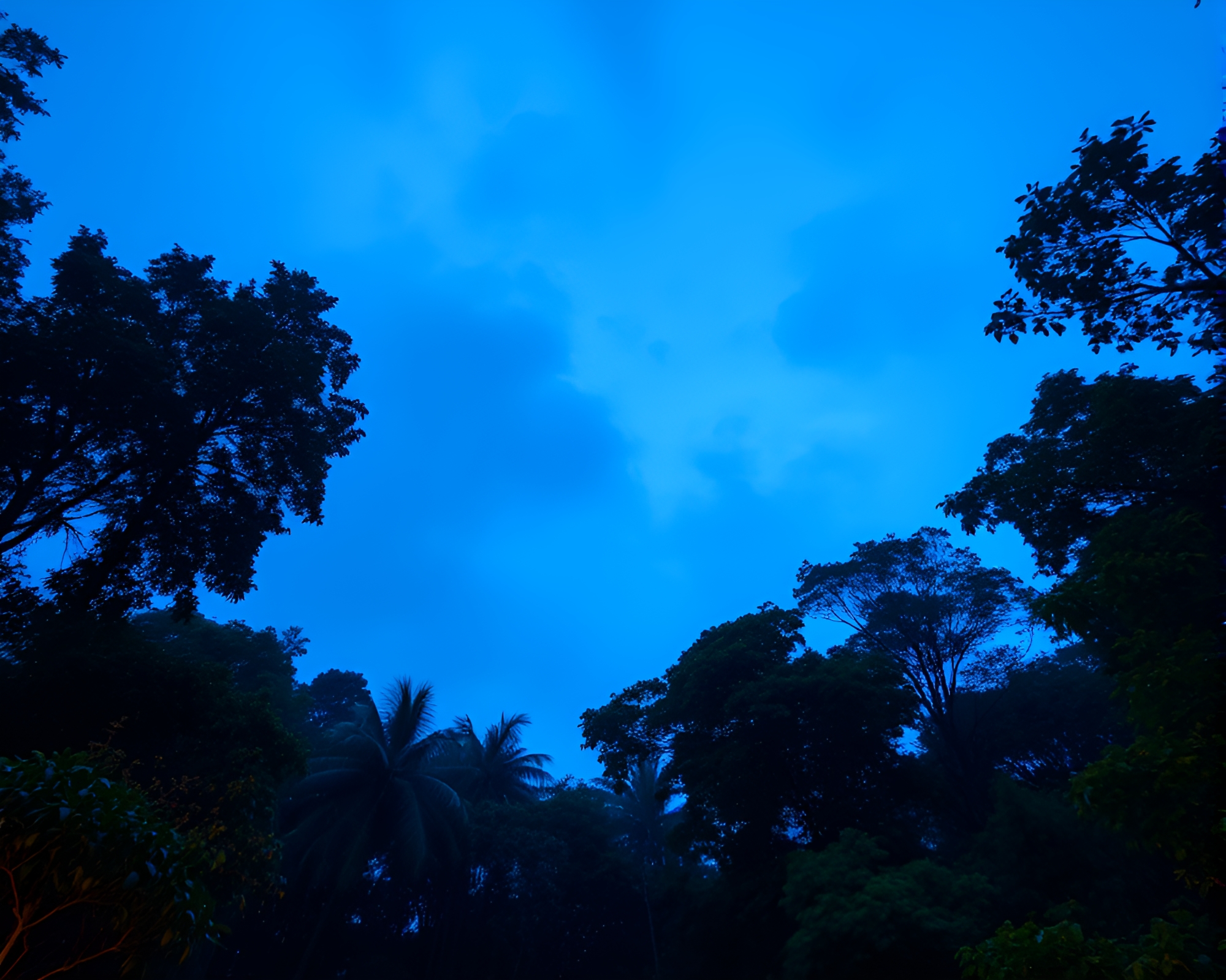 Twilight Rainforest Canopy: Holographic Dutch Angle Scene – free AI stock image