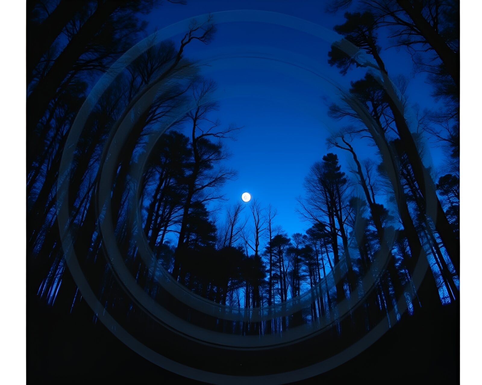 Mystical forest with glowing concentric circles at dusk