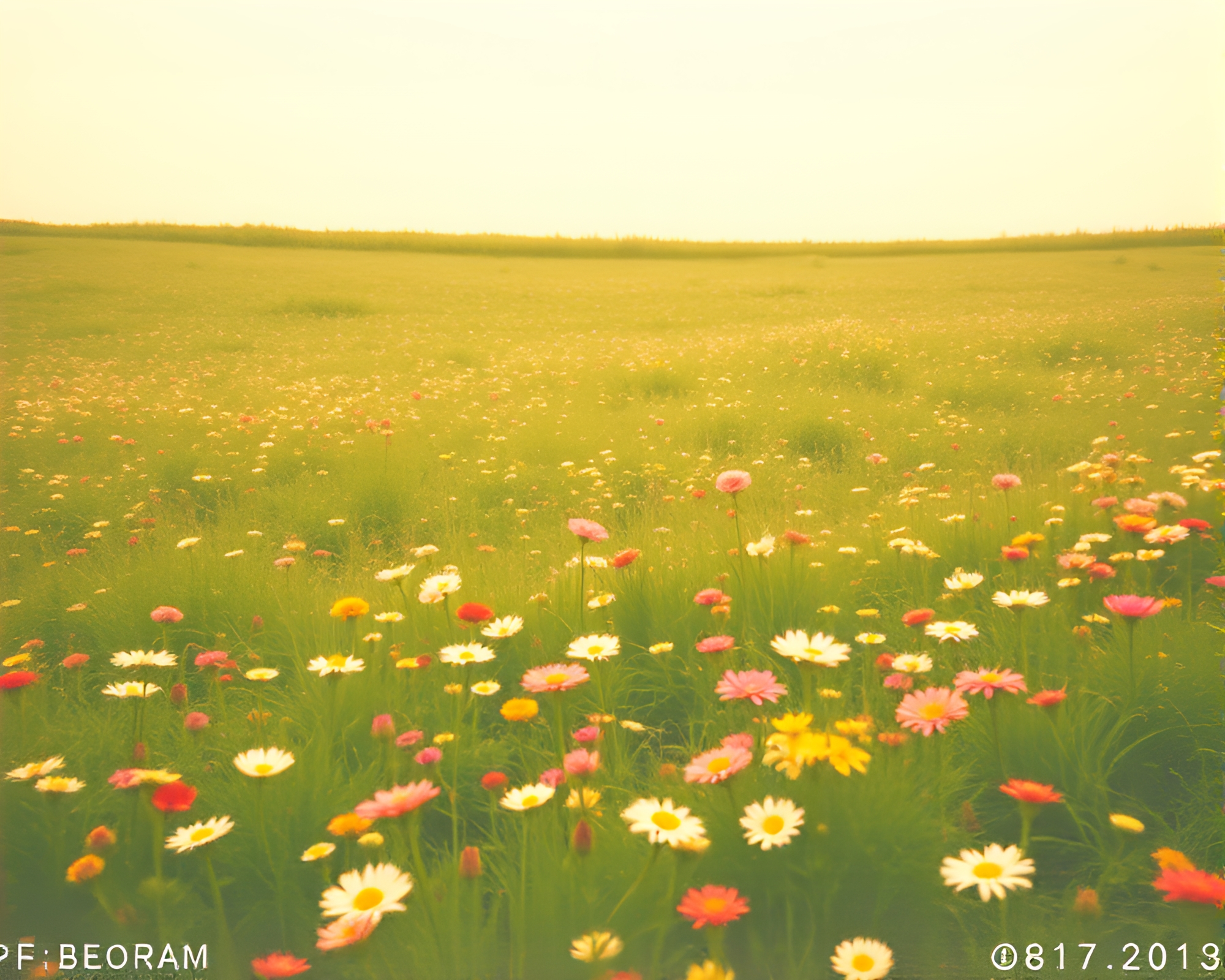 Maximalist Geometric Floral Meadow Expired Film Design – free AI stock image