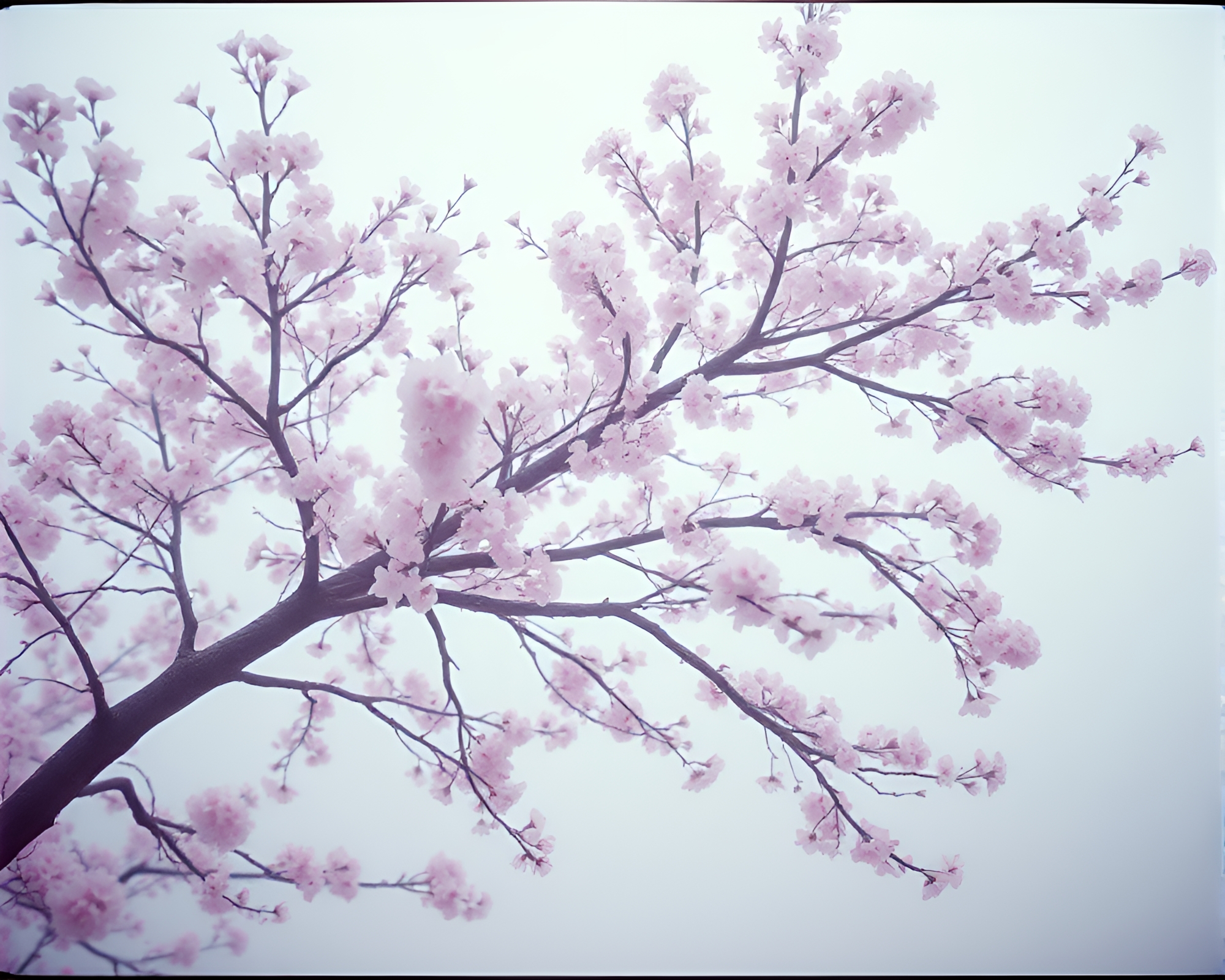 Cherry Blossom Tree in Holographic Fog Film Burn – free AI stock image