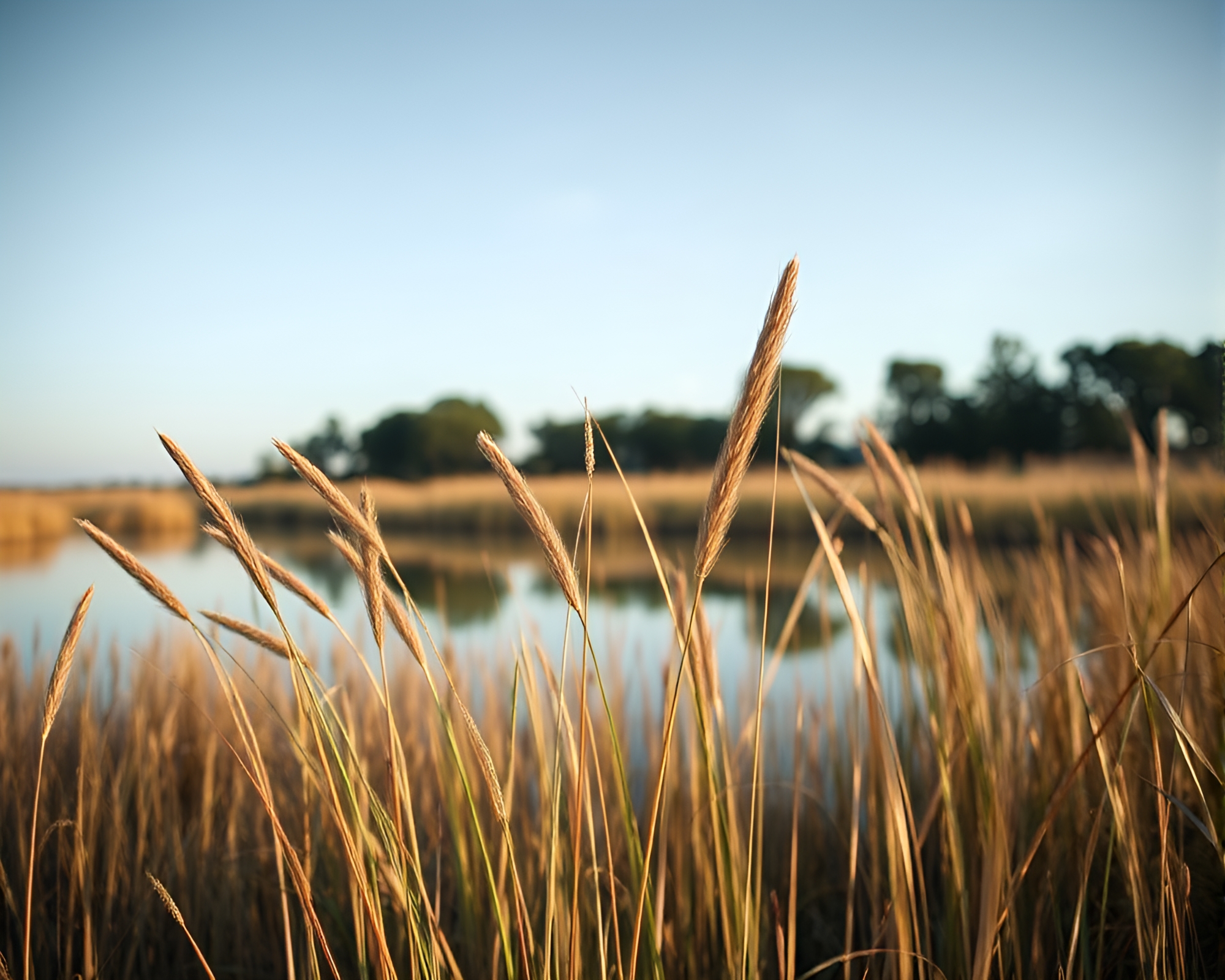 Glistening Chrome Lion in Serene Savannah Grasslands – free AI stock image