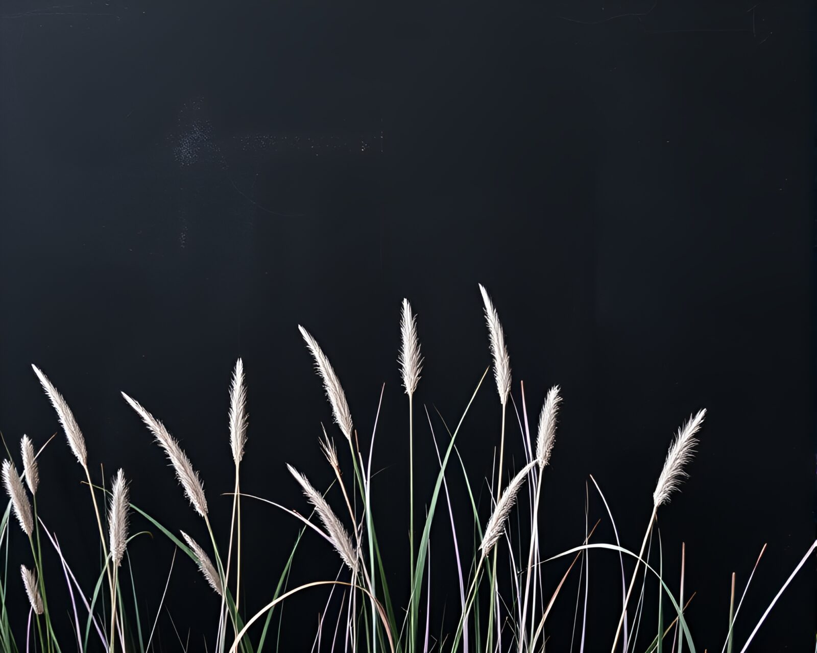 Telephoto shot capturing vibrant ultraviolet-lit savannah grass against chalkboard smudges