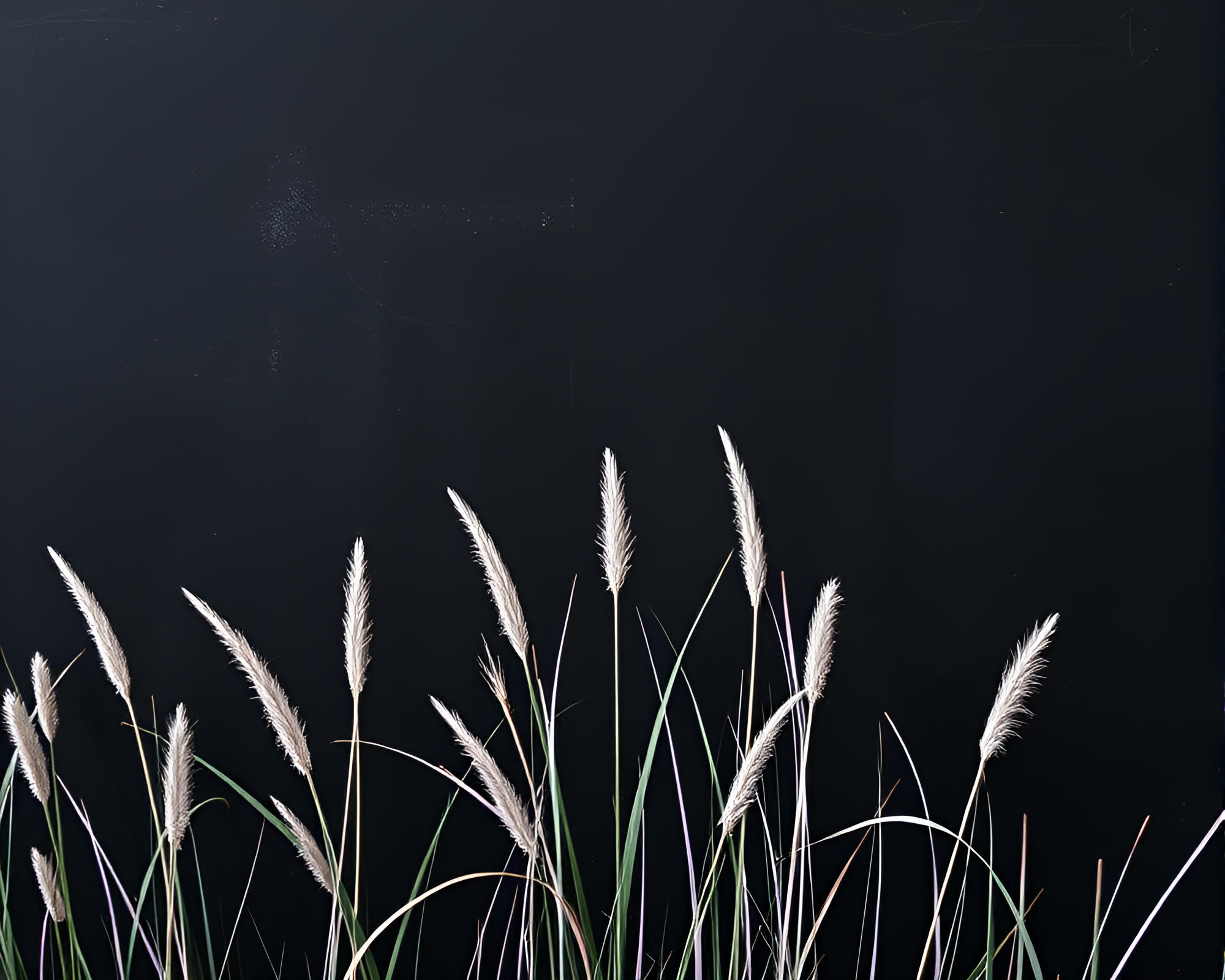 Savannah Grass Chalkboard Symphony Under Ultraviolet Skies – free AI stock image