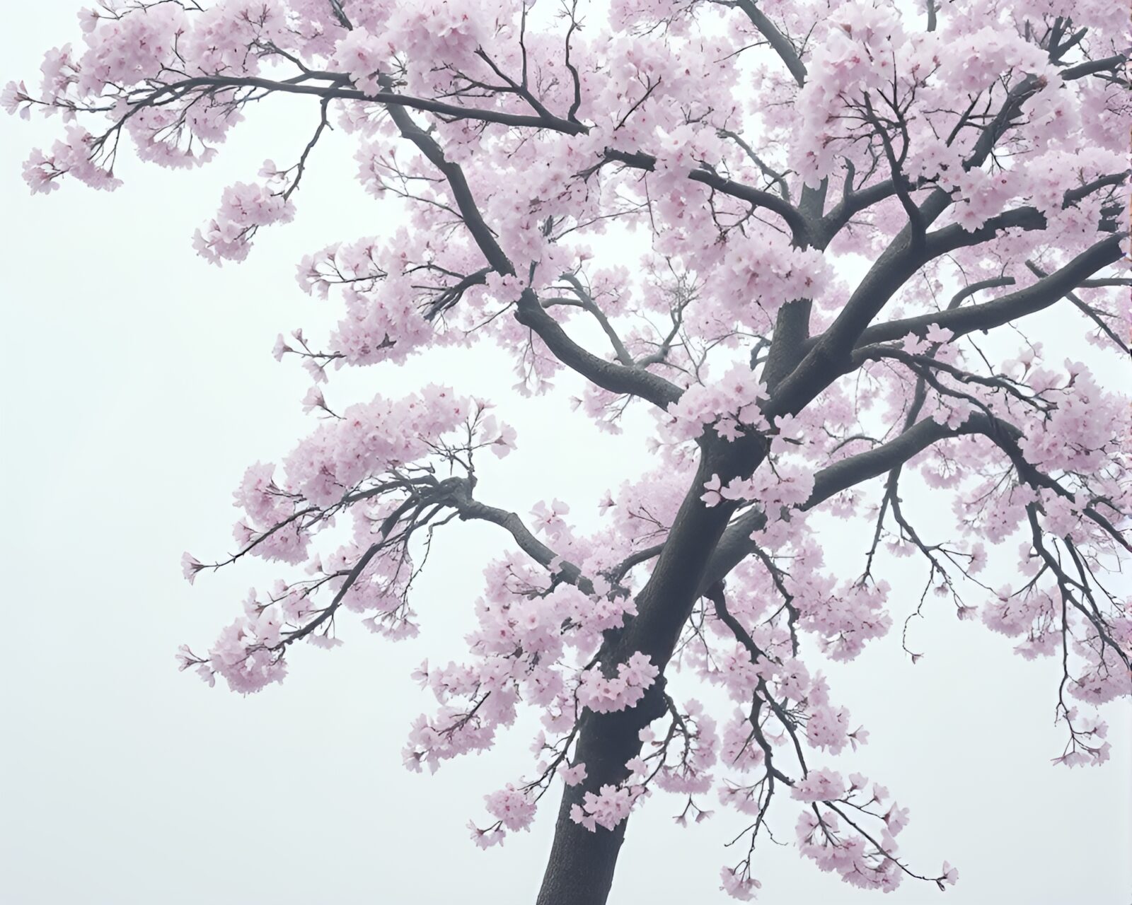 Ambient occlusion image of misty cherry blossom tree