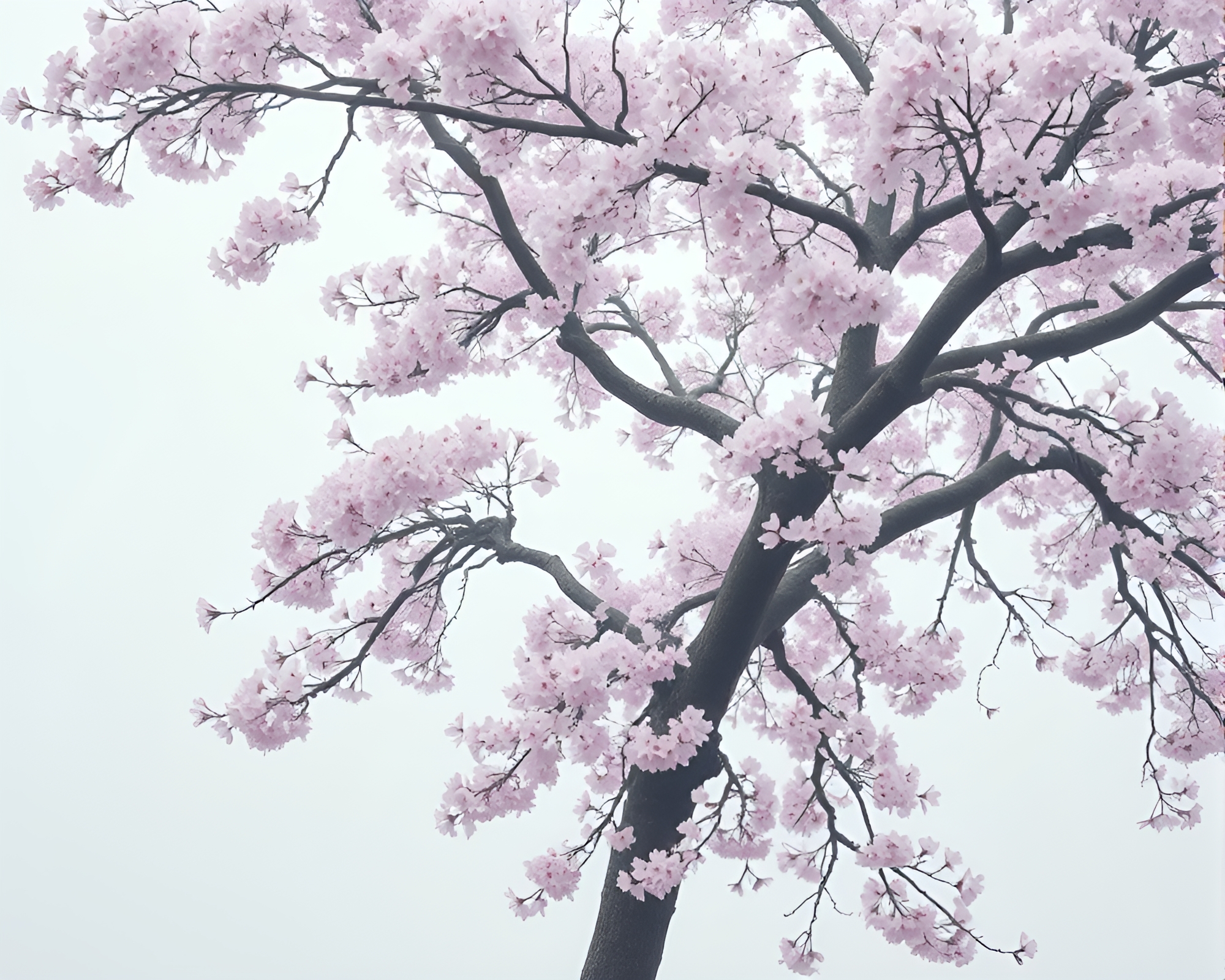 Cherry Blossom Tree Ring Pattern Mist – free AI stock image