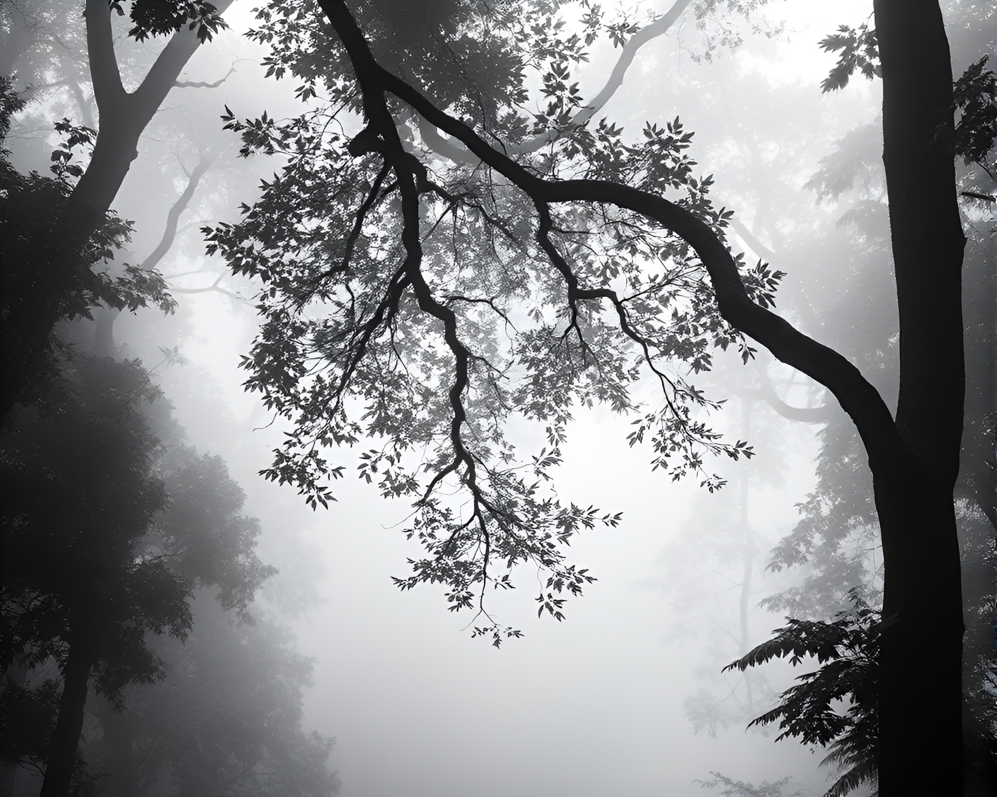 Rainforest Canopy: Hazy Monochrome Frame Within Frame – free AI stock image